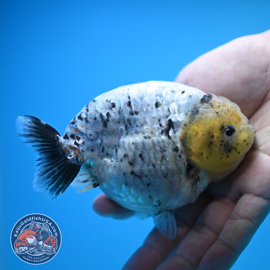 Blue Base Marble Ranchu 4.5 inch Body (250815_RC11)