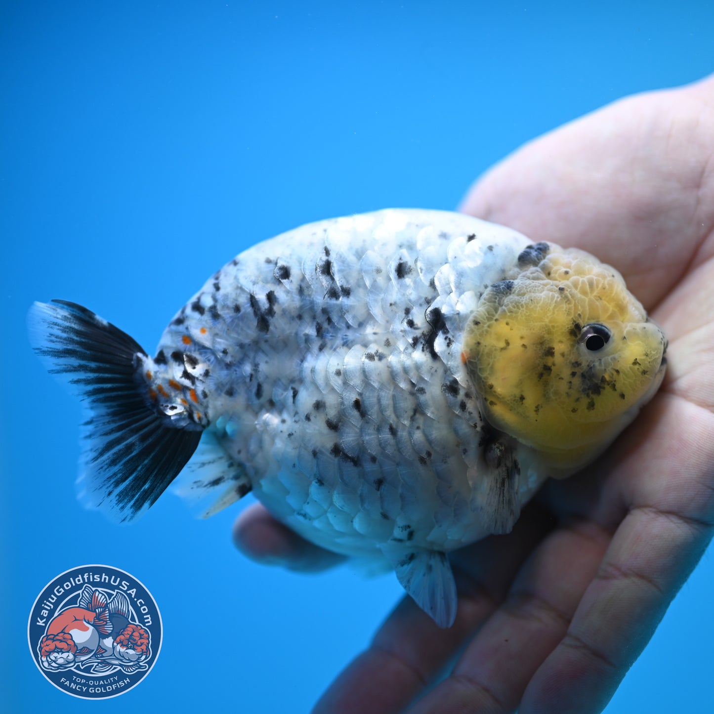 Blue Base Marble Ranchu 4.5 inch Body (250815_RC11)