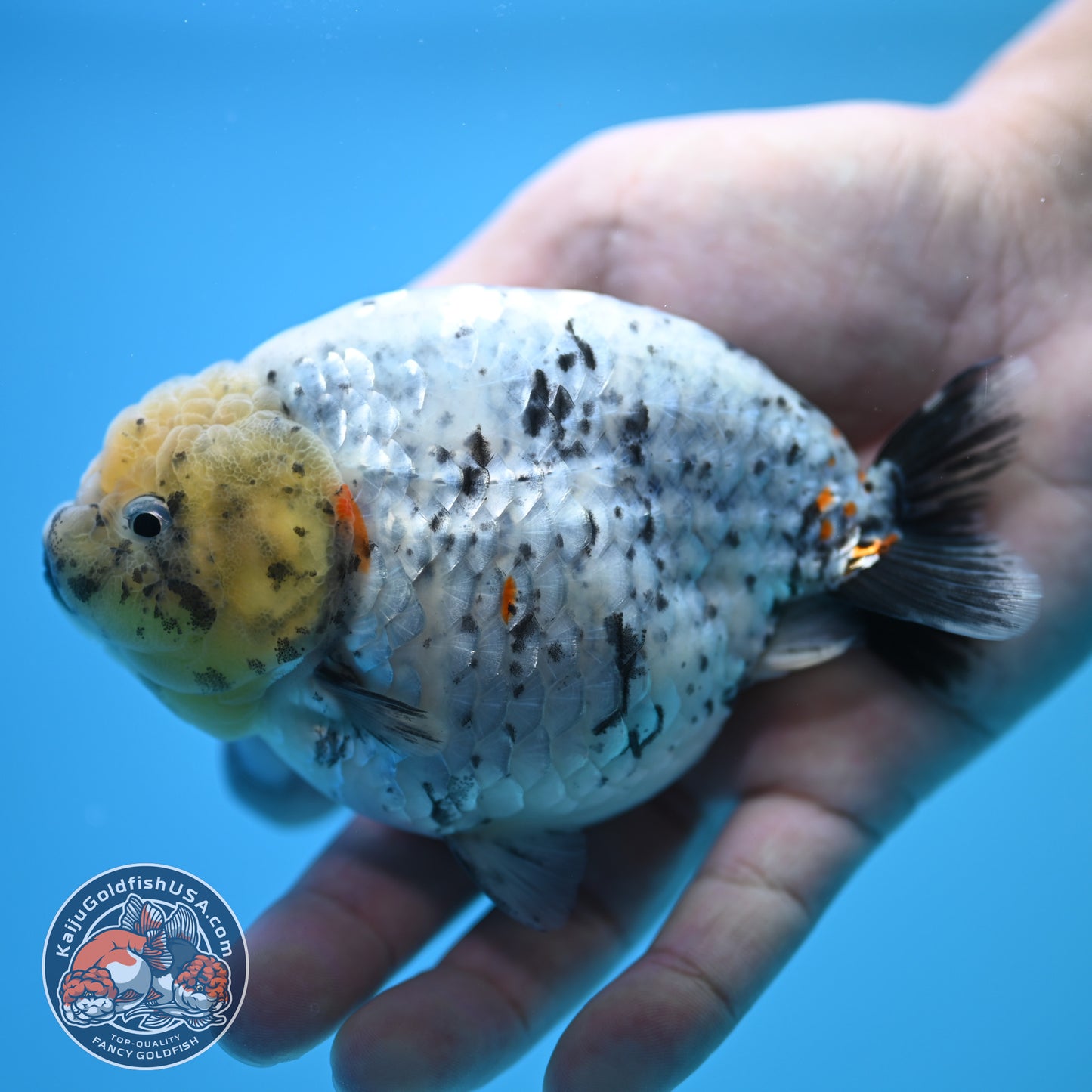 Blue Base Marble Ranchu 4.5 inch Body (250815_RC11)