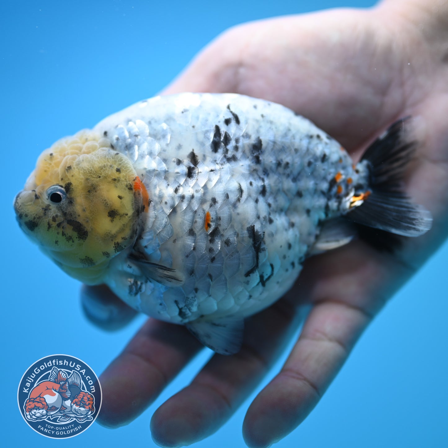 Blue Base Marble Ranchu 4.5 inch Body (250815_RC11)