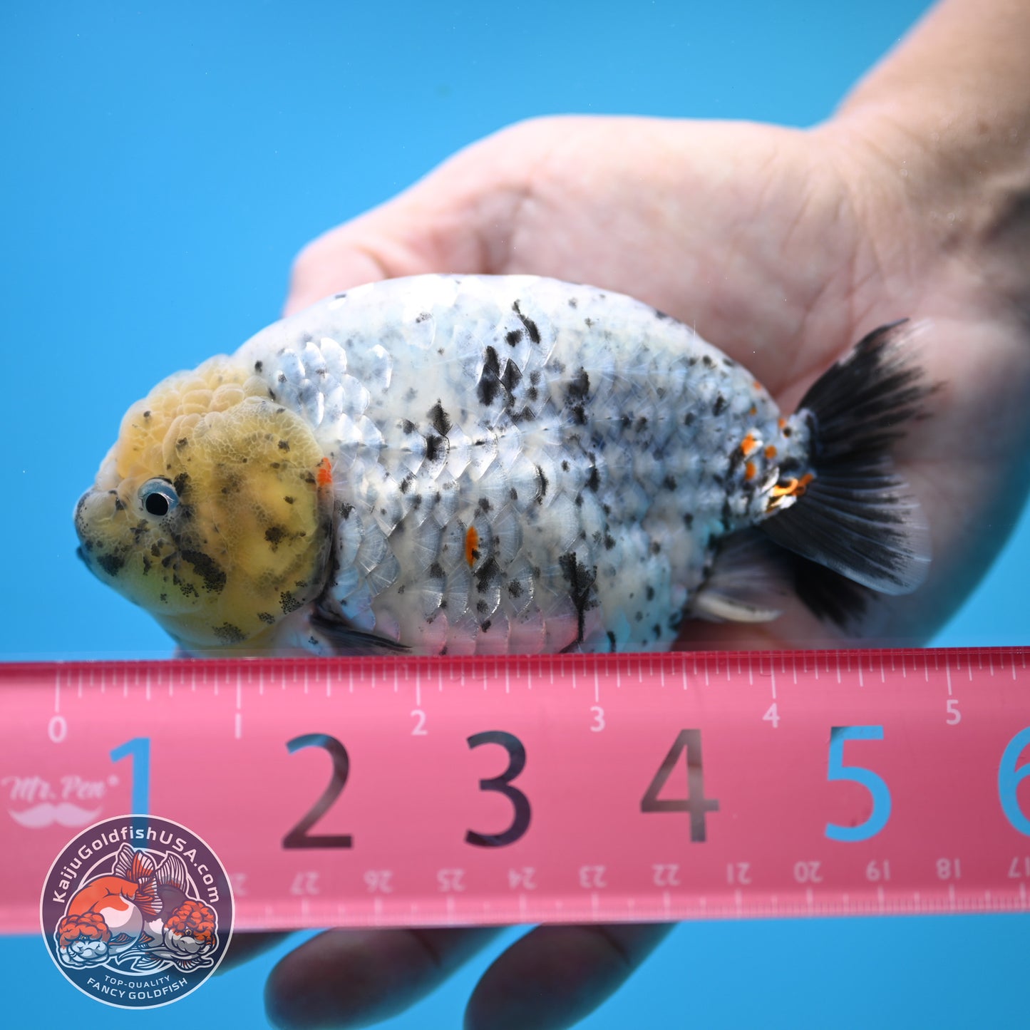 Blue Base Marble Ranchu 4.5 inch Body (250815_RC11)