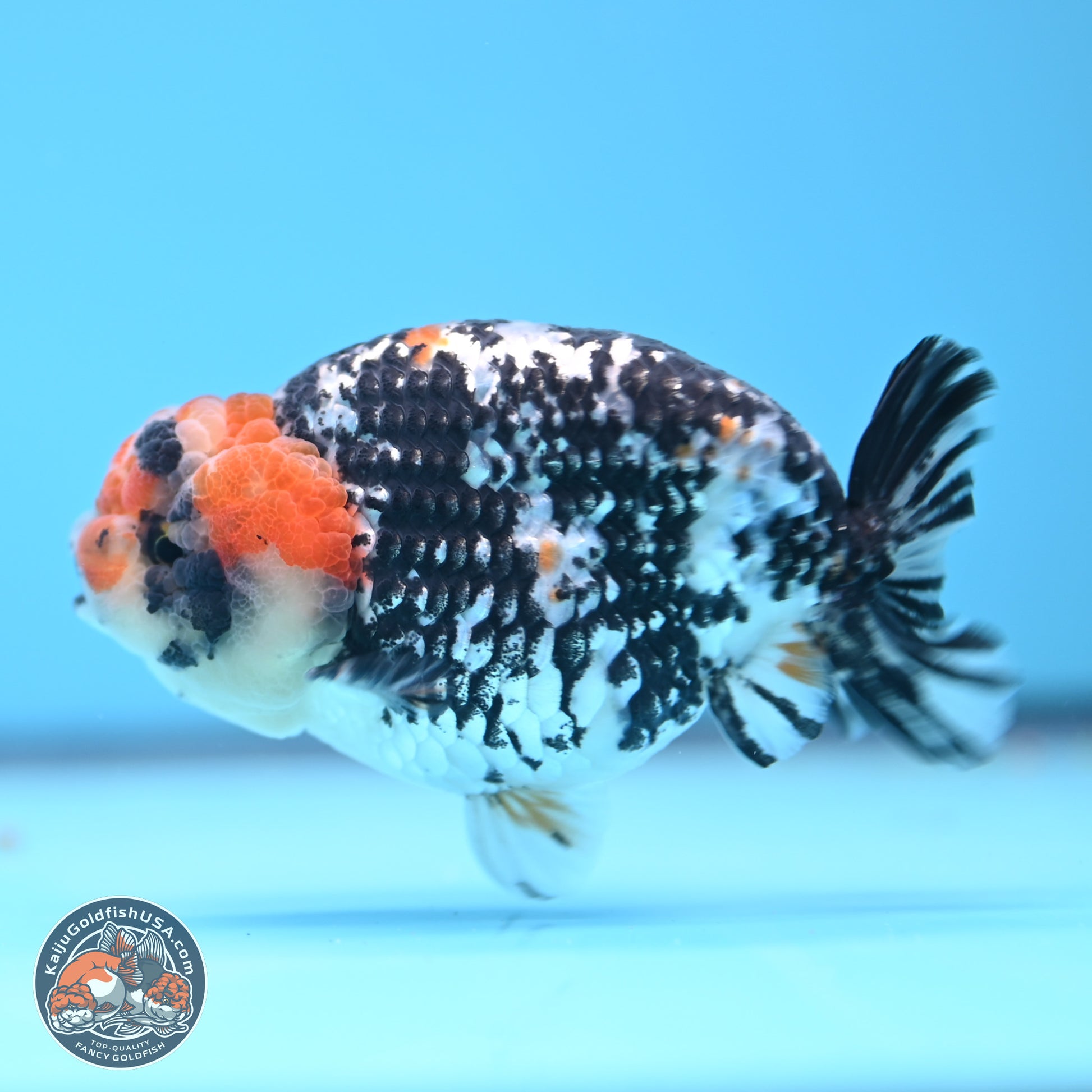 Tricolor Tiger Ranchu 3.5in Body (240809_RC11) - Kaiju Goldfish USA