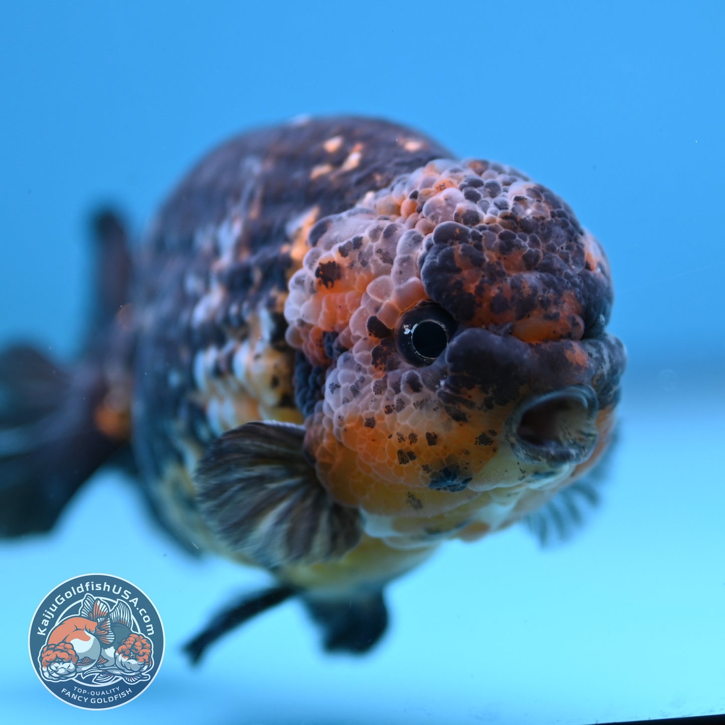 Kirin Ranchu 4 inch Body (251003_RC11)
