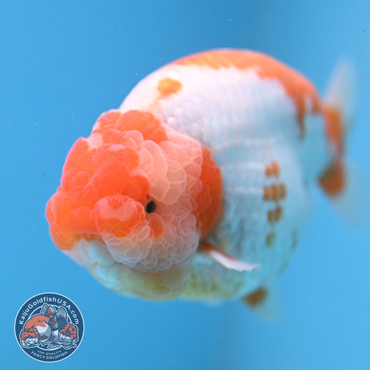 AAA Grade Red White Lionchu/Ranchu 4.5 inch Body (250905_RC11)