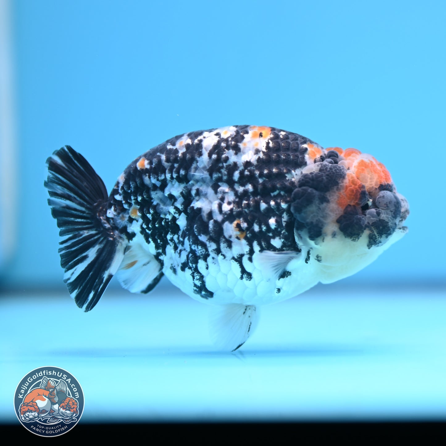 Tricolor Tiger Ranchu 3.5in Body (240809_RC11) - Kaiju Goldfish USA