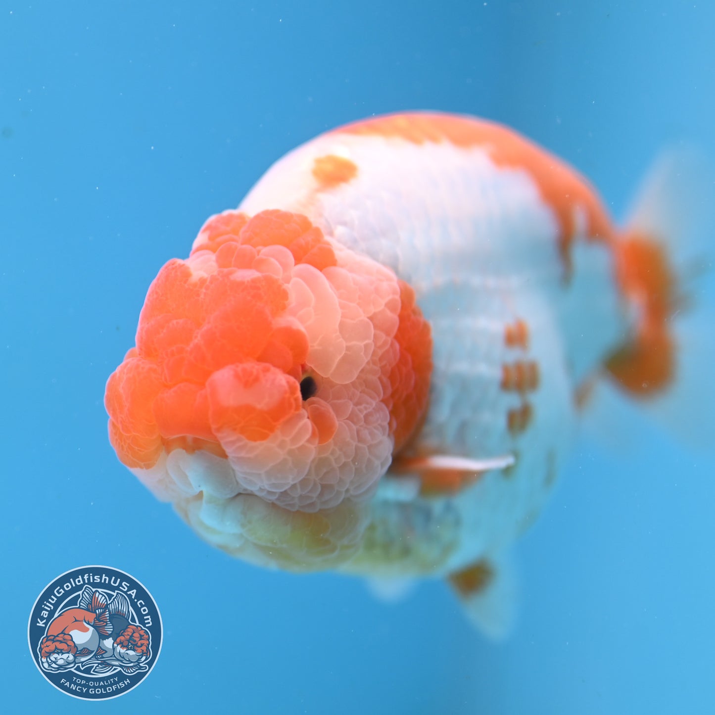 AAA Grade Red White Lionchu/Ranchu 4.5 inch Body (250905_RC11)