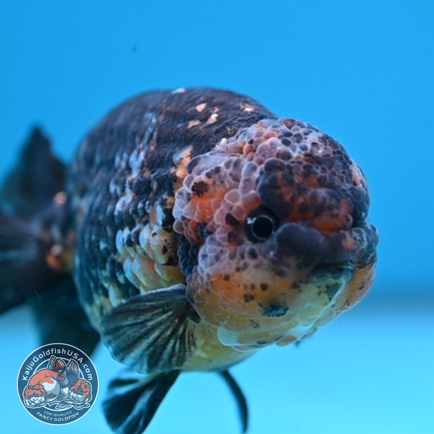 Kirin Ranchu 4 inch Body (251003_RC11)