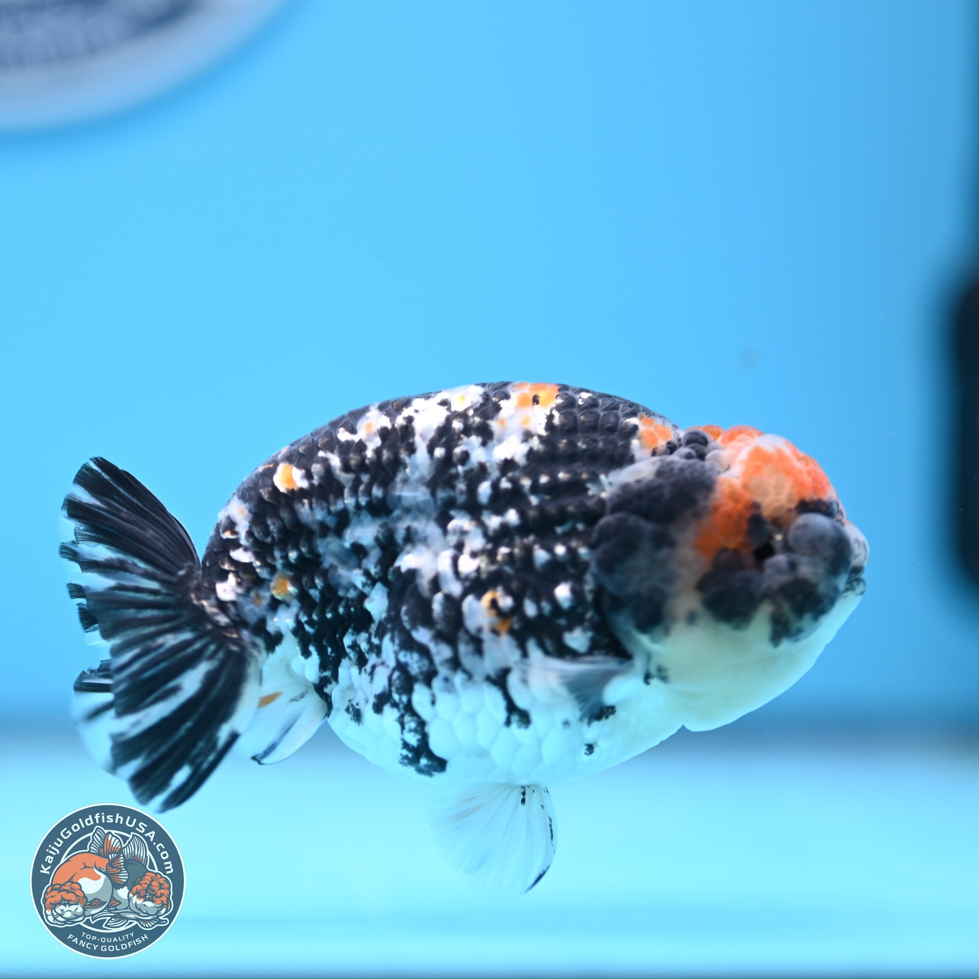 Tricolor Tiger Ranchu 3.5in Body (240809_RC11) - Kaiju Goldfish USA