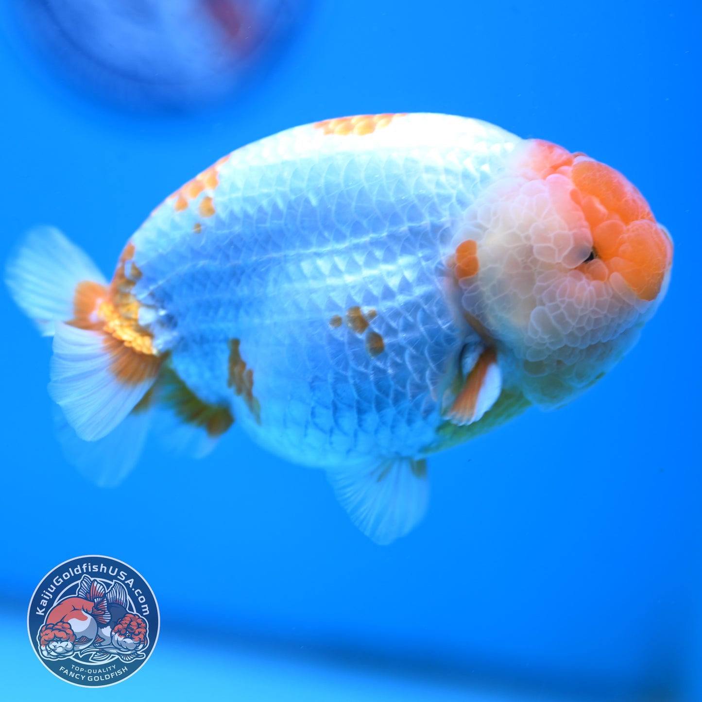 AAA Grade Red White Lionchu/Ranchu 4.5 inch Body (250905_RC11)