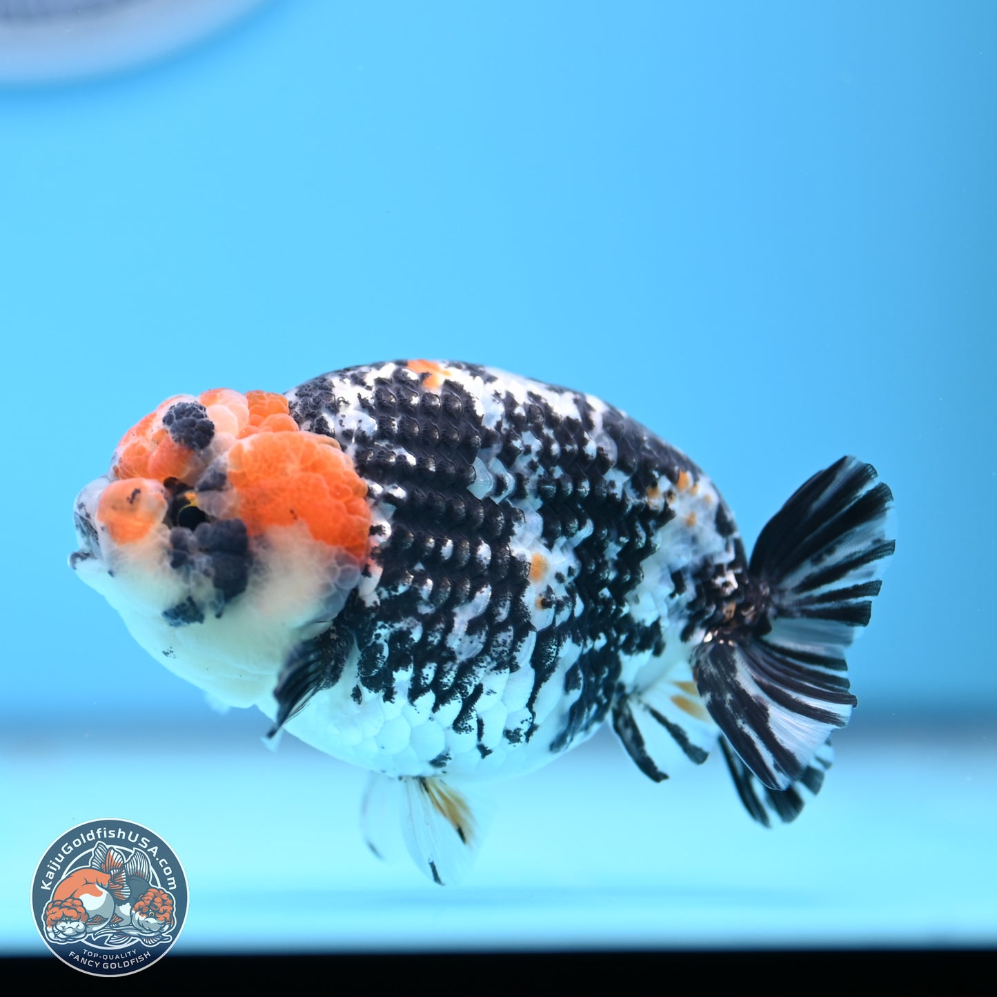 Tricolor Tiger Ranchu 3.5in Body (240809_RC11) - Kaiju Goldfish USA