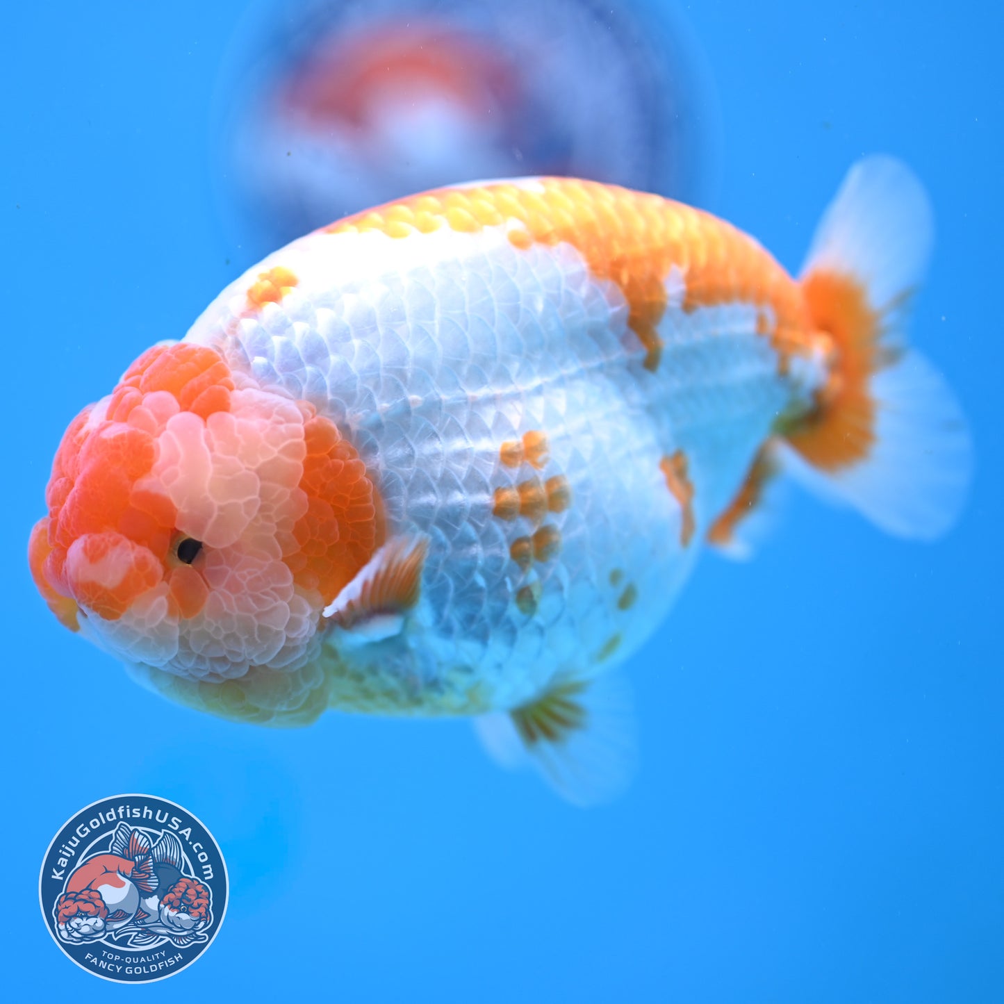 AAA Grade Red White Lionchu/Ranchu 4.5 inch Body (250905_RC11)