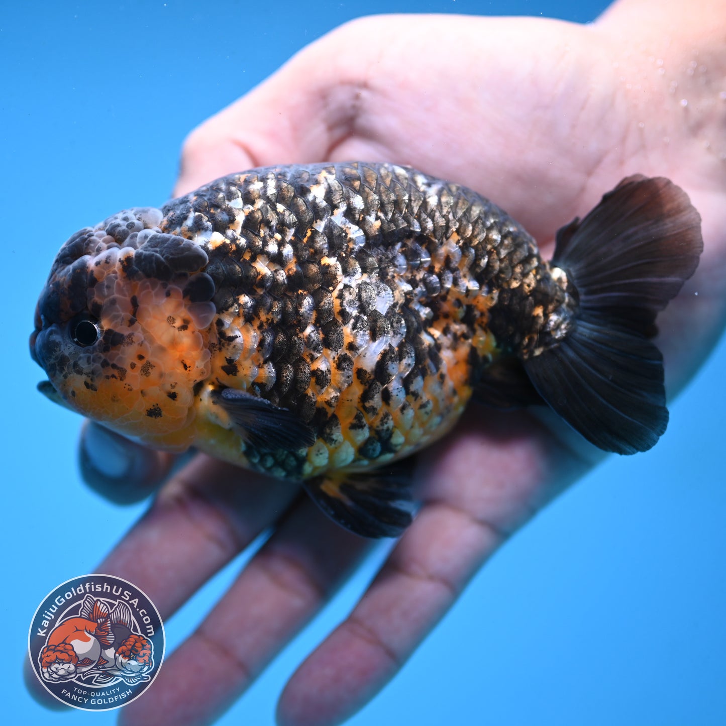 Kirin Ranchu 4 inch Body (251003_RC11)