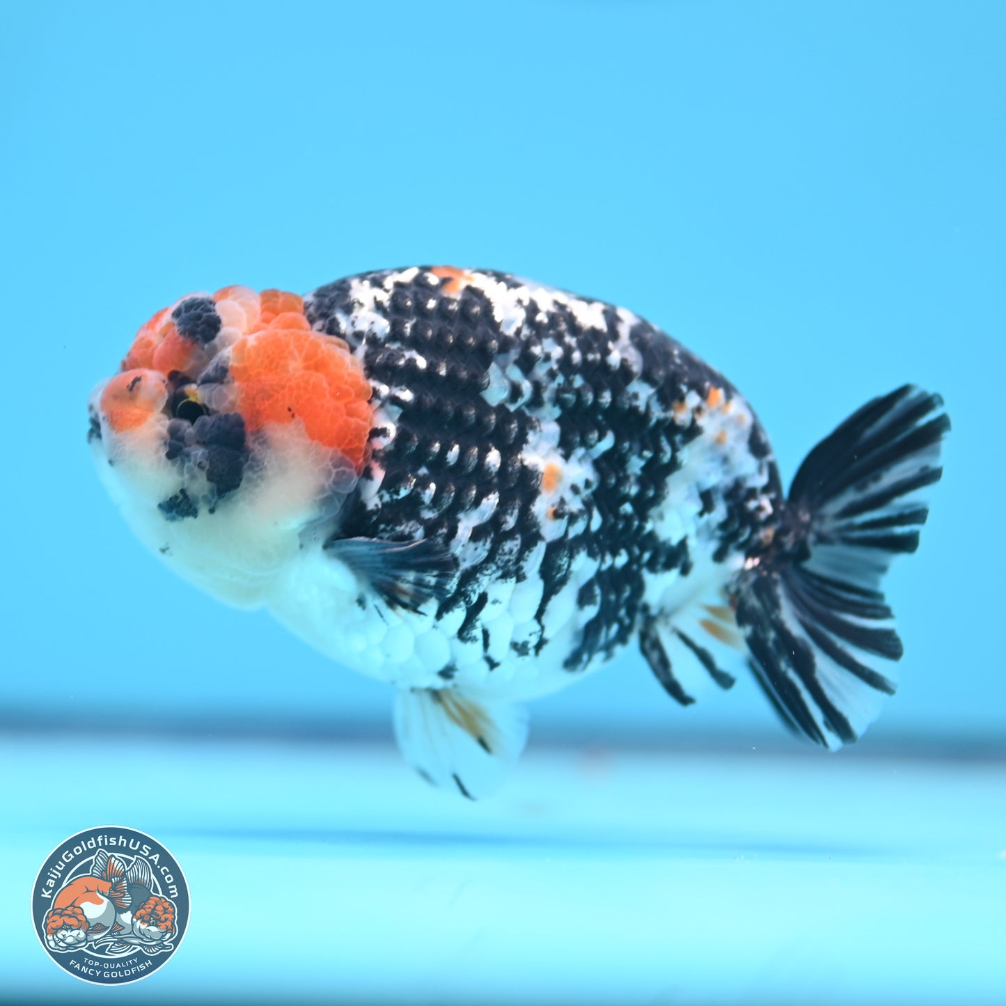 Tricolor Tiger Ranchu 3.5in Body (240809_RC11) - Kaiju Goldfish USA