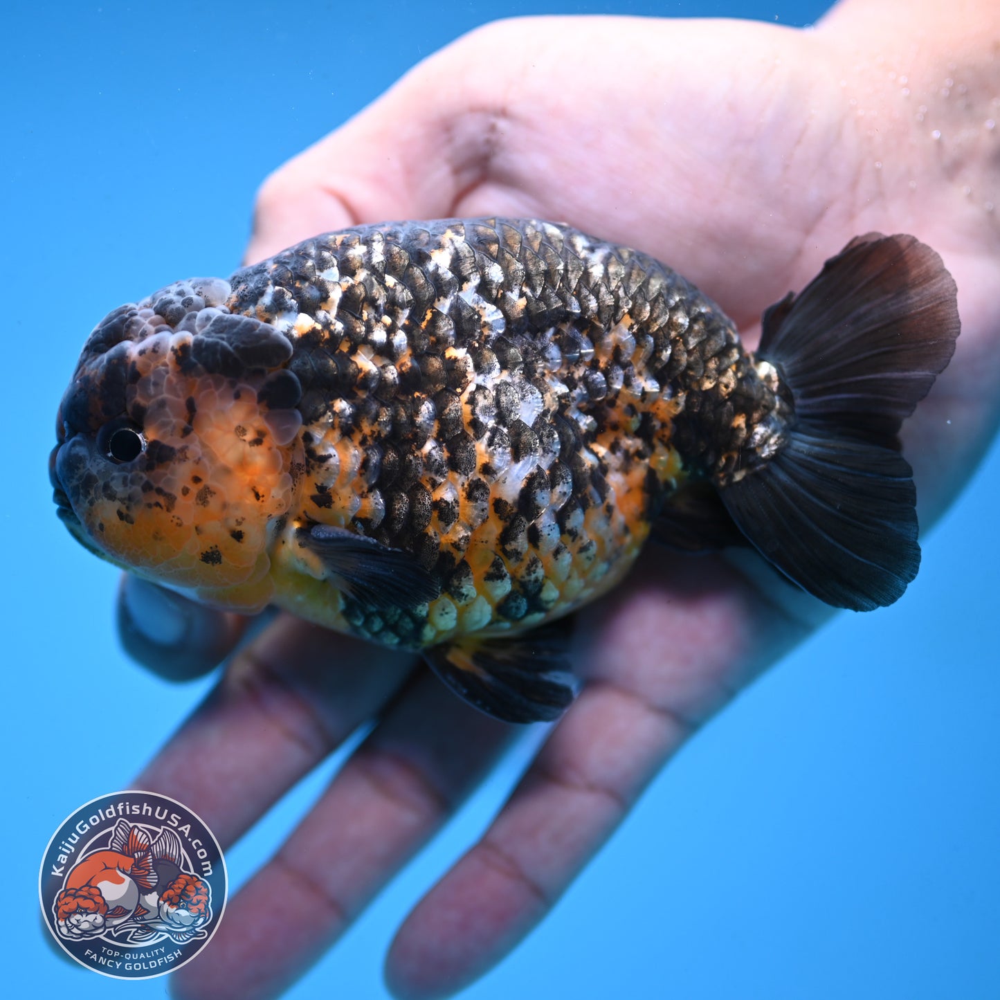 Kirin Ranchu 4 inch Body (251003_RC11)