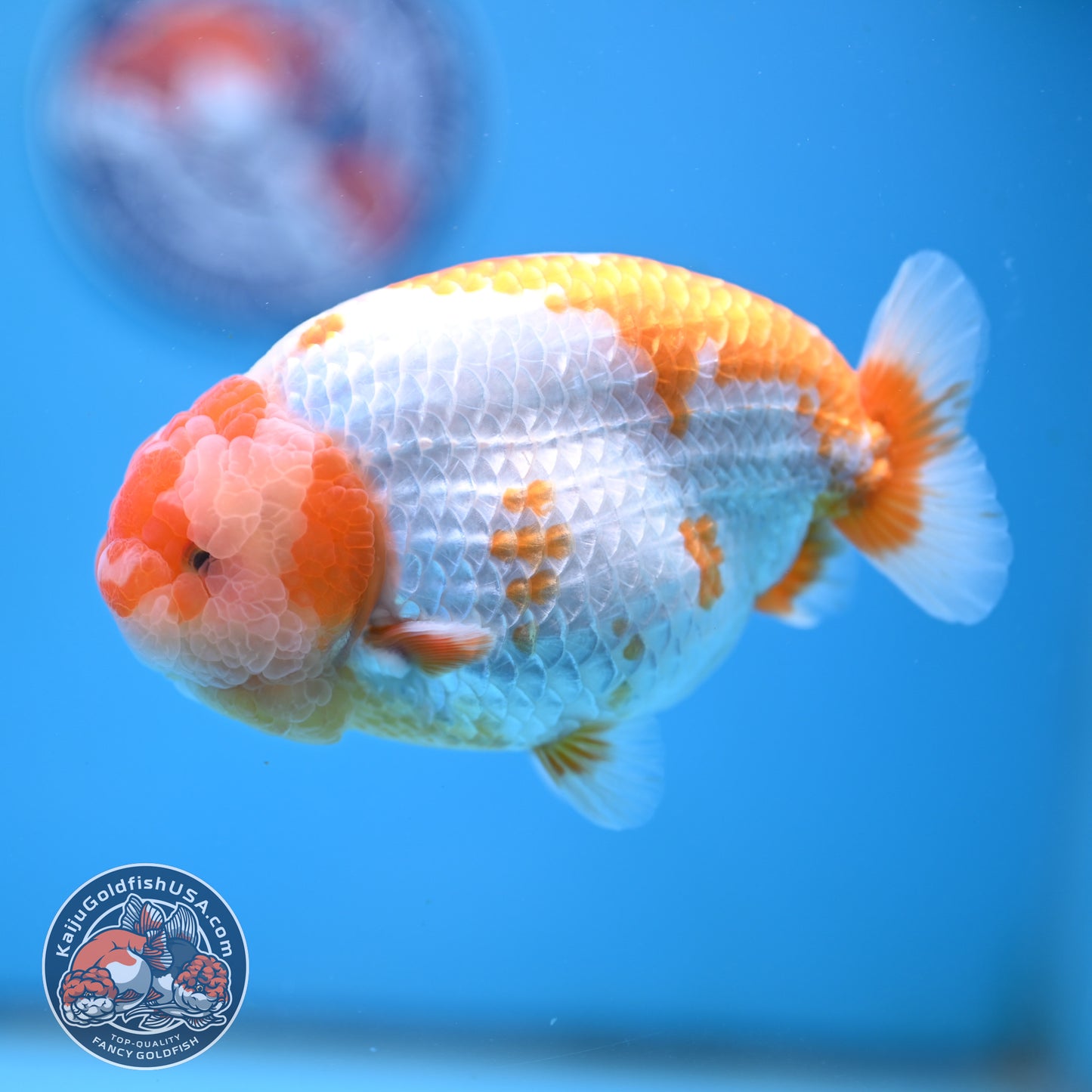 AAA Grade Red White Lionchu/Ranchu 4.5 inch Body (250905_RC11)