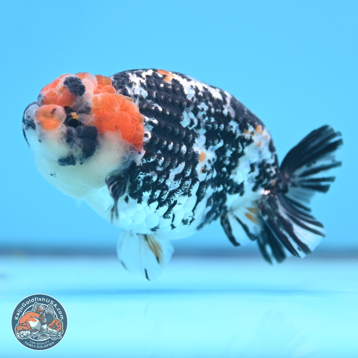 Tricolor Tiger Ranchu 3.5in Body (240809_RC11) - Kaiju Goldfish USA