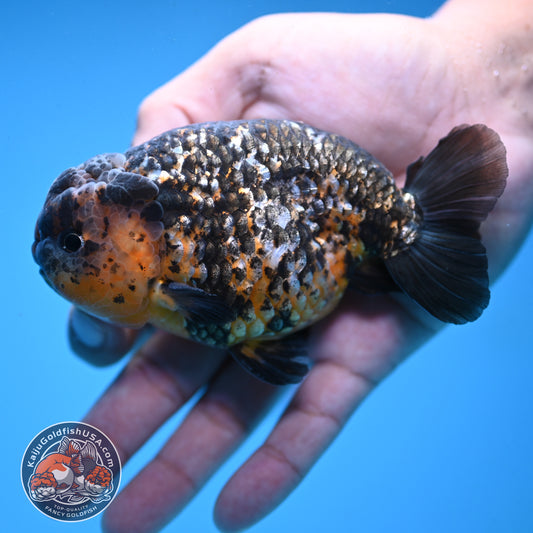 Kirin Ranchu 4 inch Body (251003_RC11)