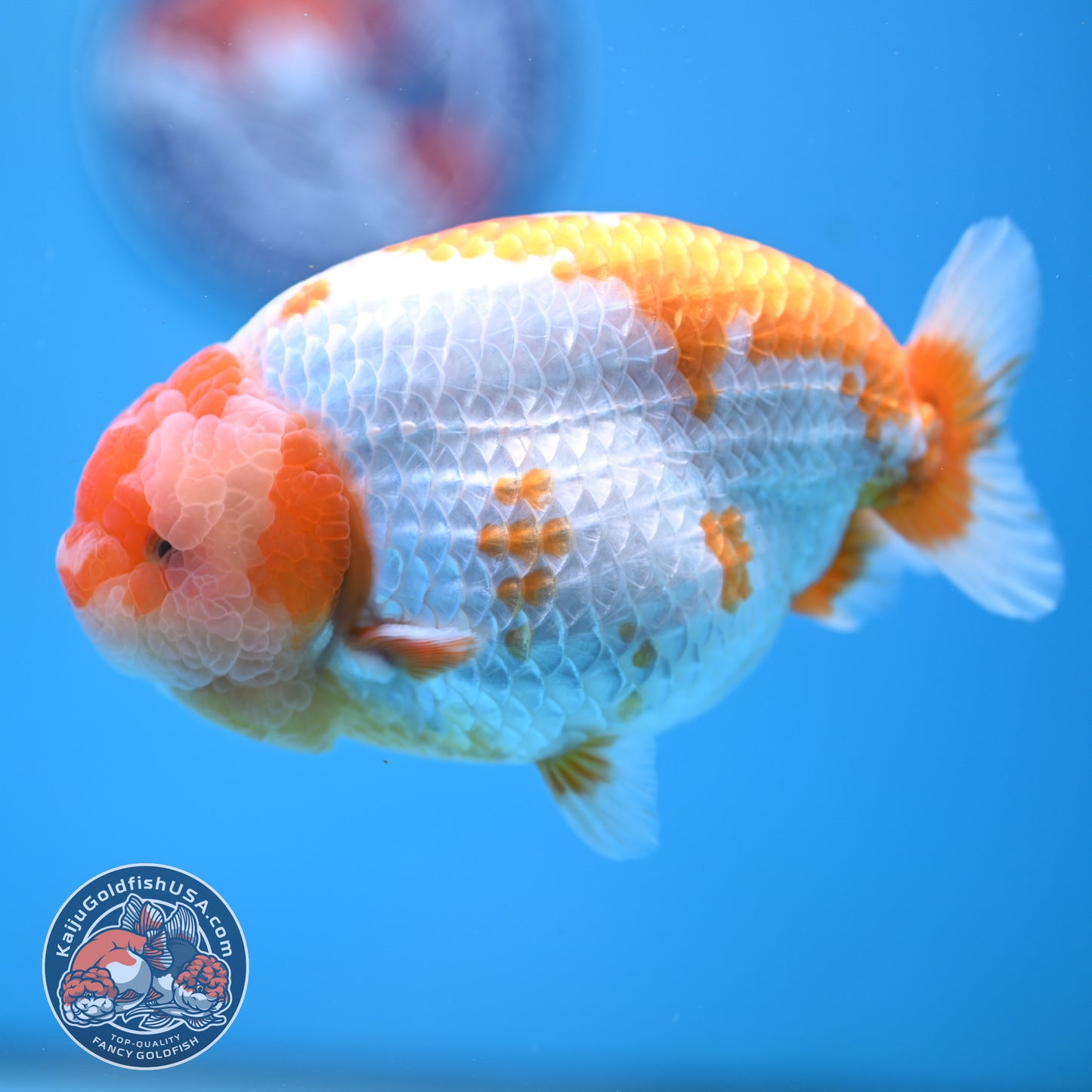 AAA Grade Red White Lionchu/Ranchu 4.5 inch Body (250905_RC11)