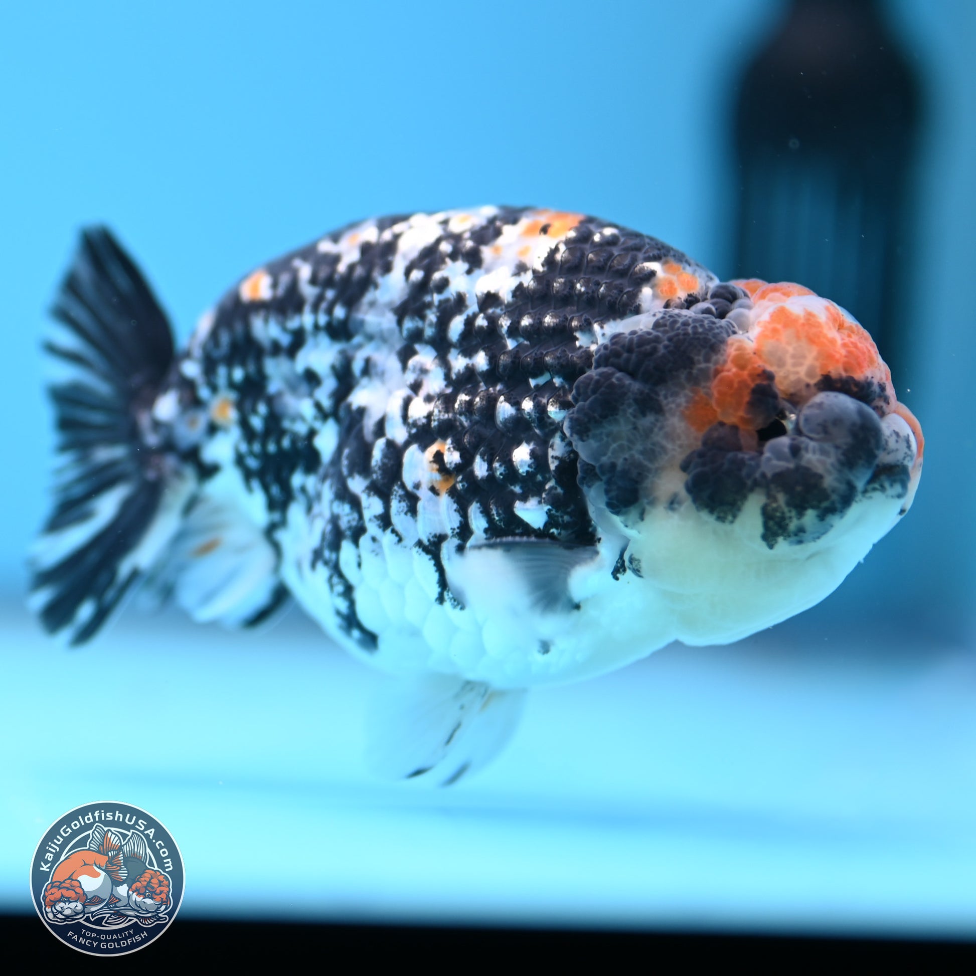 Tricolor Tiger Ranchu 3.5in Body (240809_RC11) - Kaiju Goldfish USA