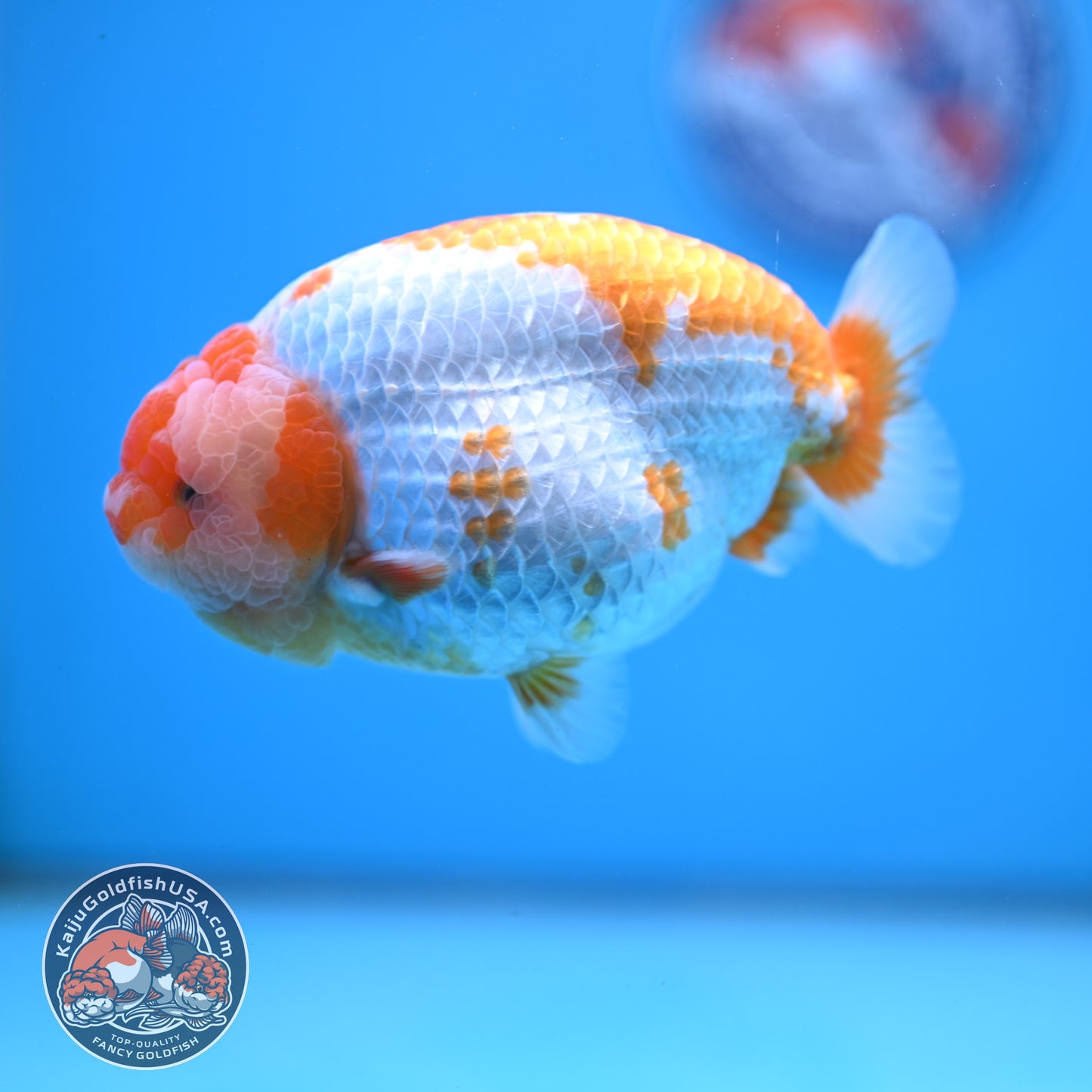 AAA Grade Red White Lionchu/Ranchu 4.5 inch Body (250905_RC11)