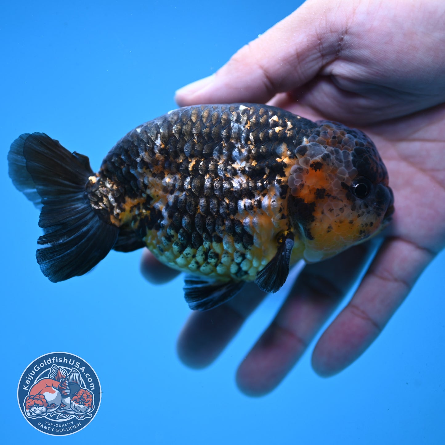 Kirin Ranchu 4 inch Body (251003_RC11)
