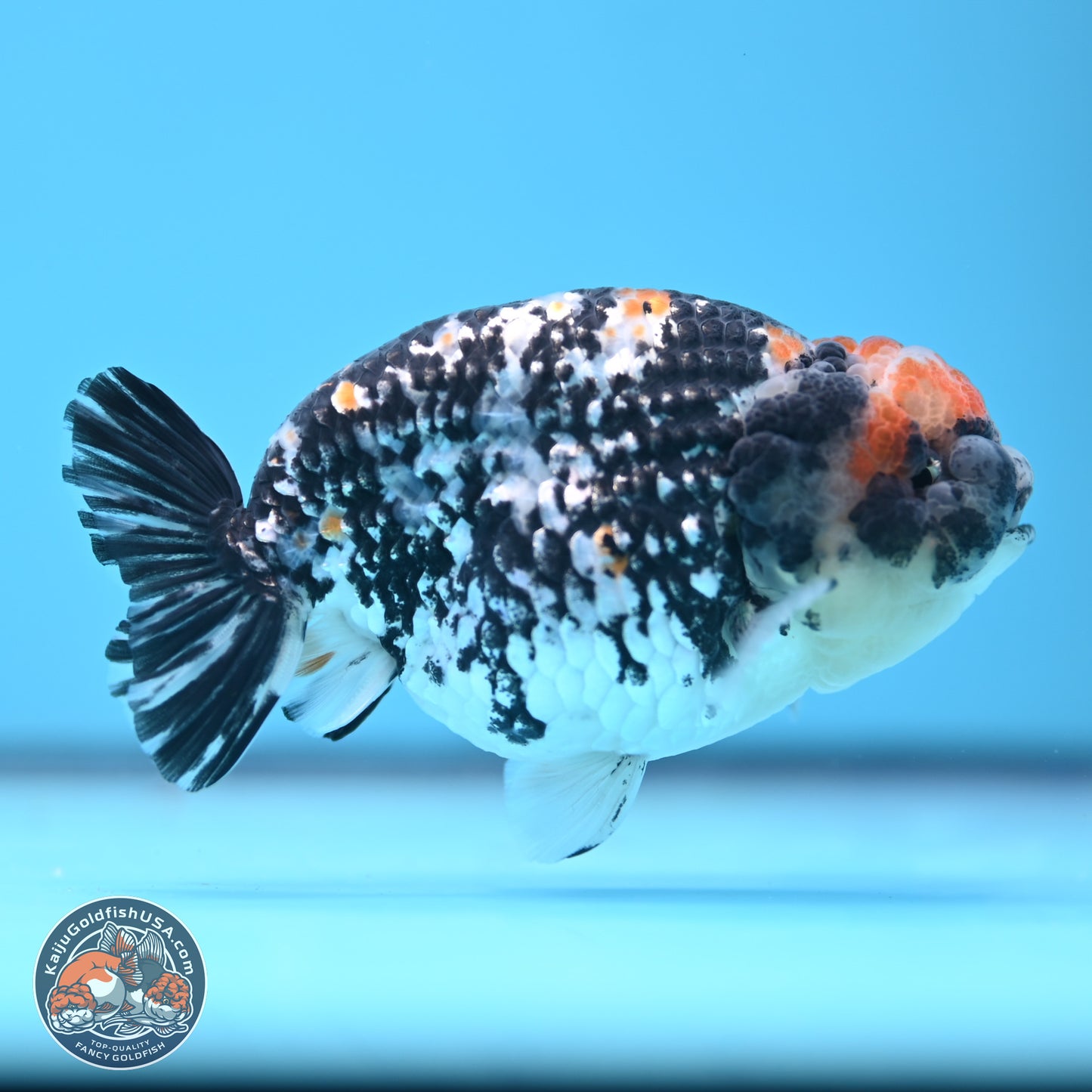 Tricolor Tiger Ranchu 3.5in Body (240809_RC11) - Kaiju Goldfish USA