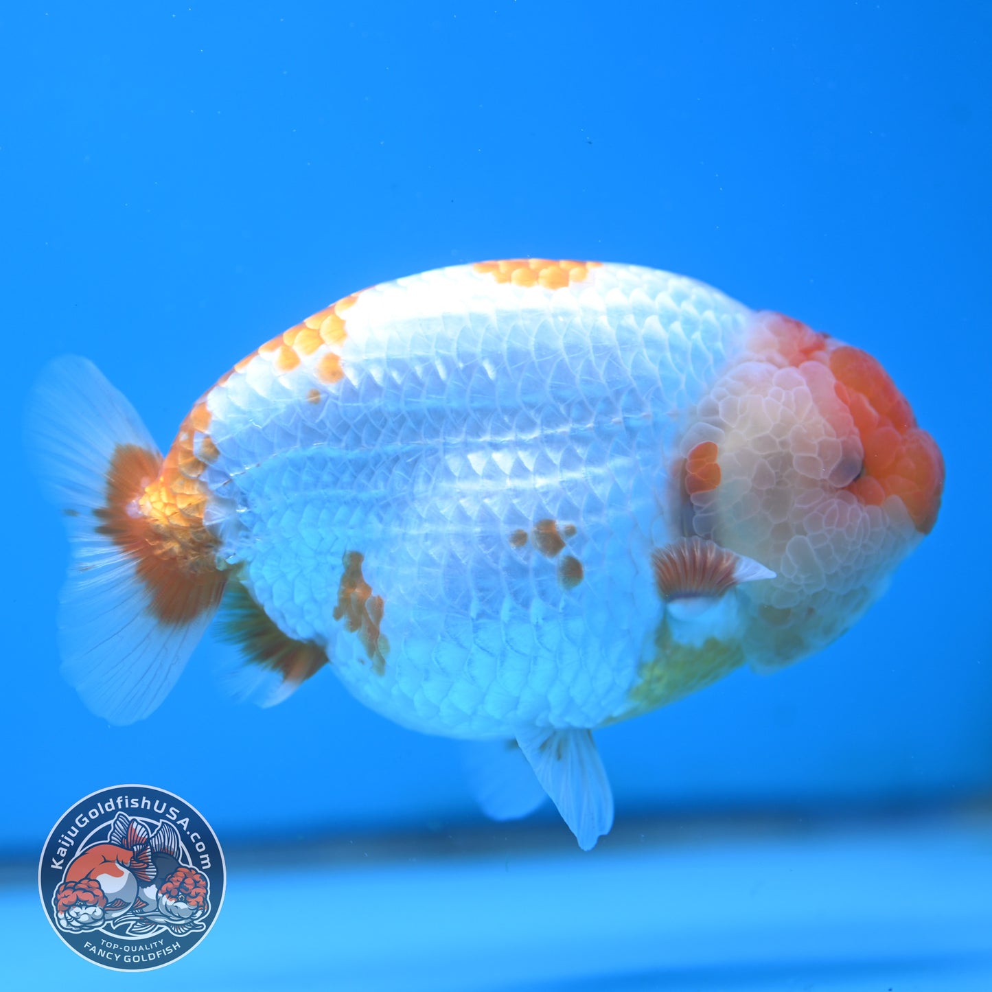 AAA Grade Red White Lionchu/Ranchu 4.5 inch Body (250905_RC11)