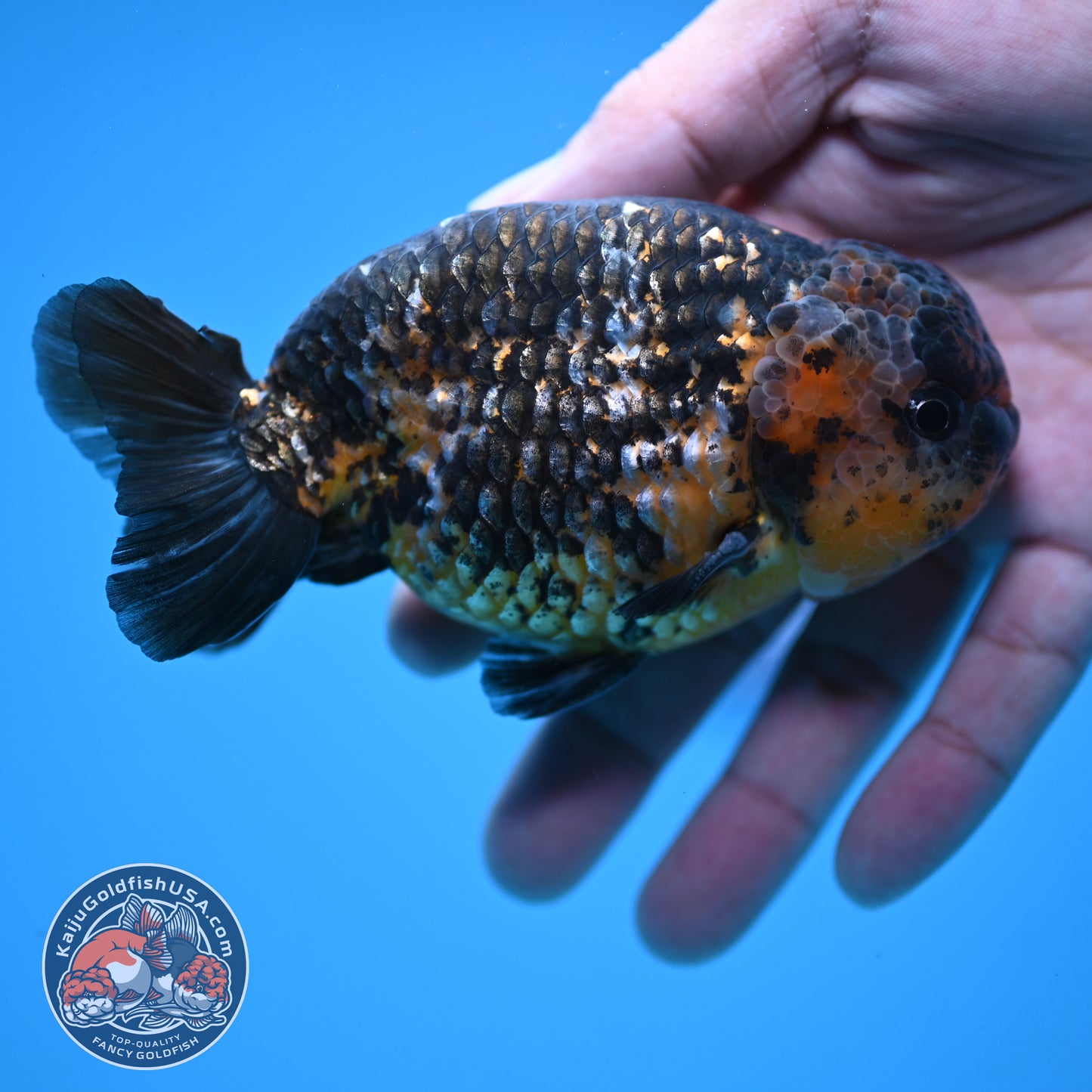 Kirin Ranchu 4 inch Body (251003_RC11)