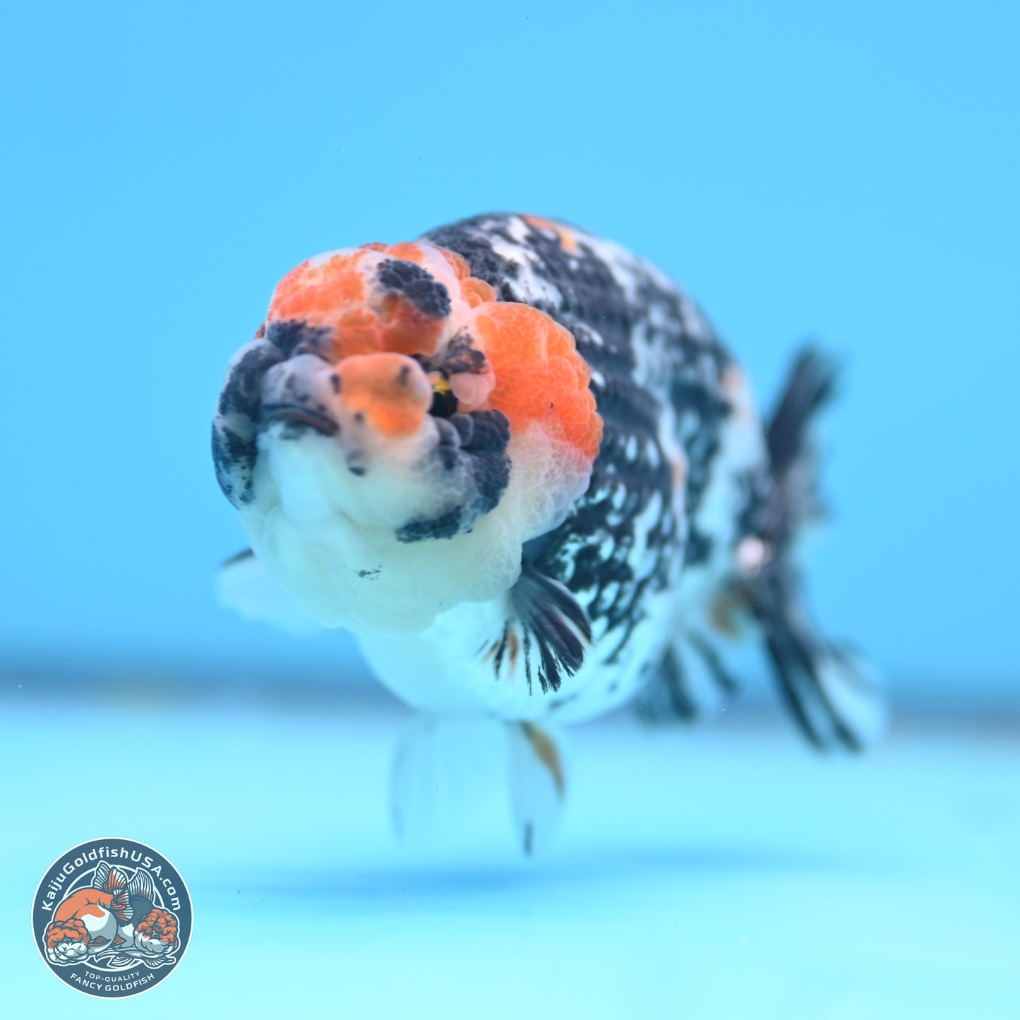 Tricolor Tiger Ranchu 3.5in Body (240809_RC11) - Kaiju Goldfish USA