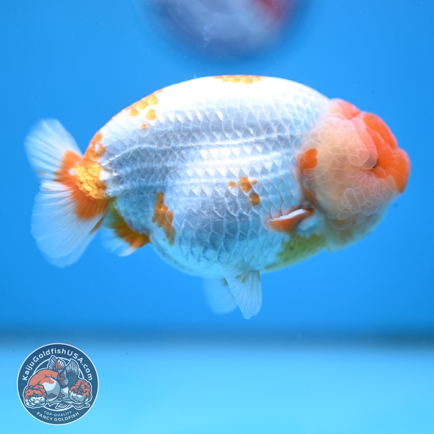 AAA Grade Red White Lionchu/Ranchu 4.5 inch Body (250905_RC11)