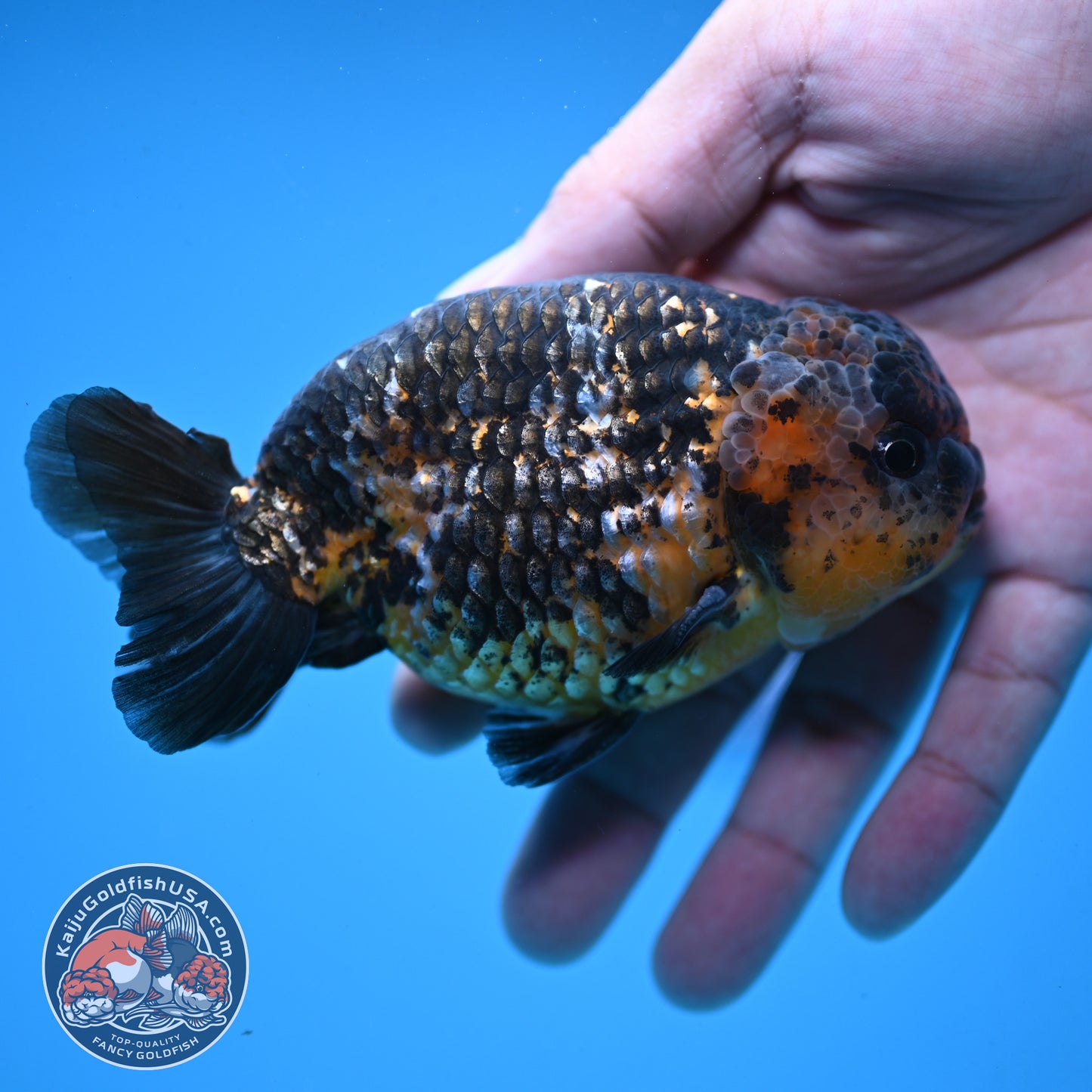 Kirin Ranchu 4 inch Body (251003_RC11)