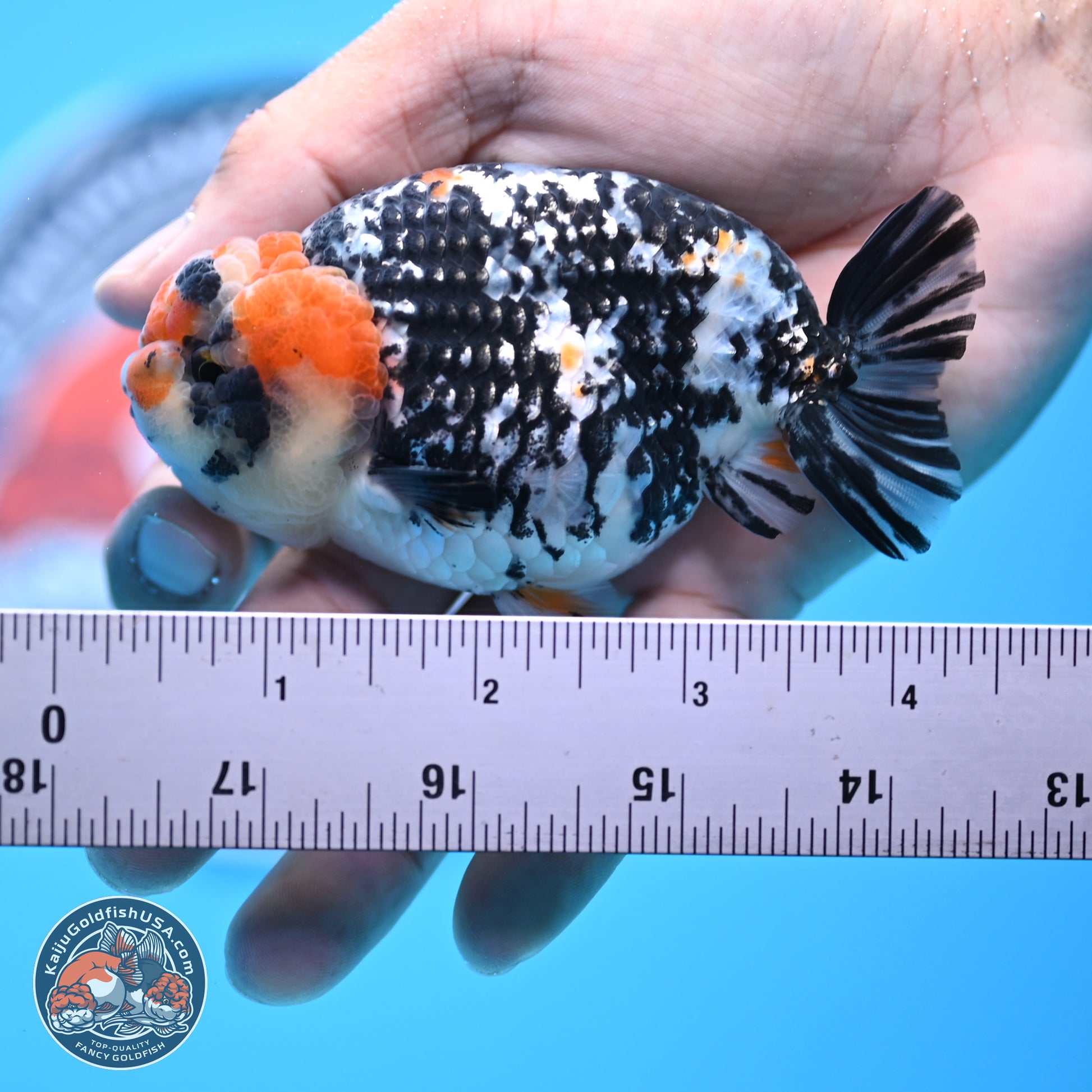 Tricolor Tiger Ranchu 3.5in Body (240809_RC11) - Kaiju Goldfish USA