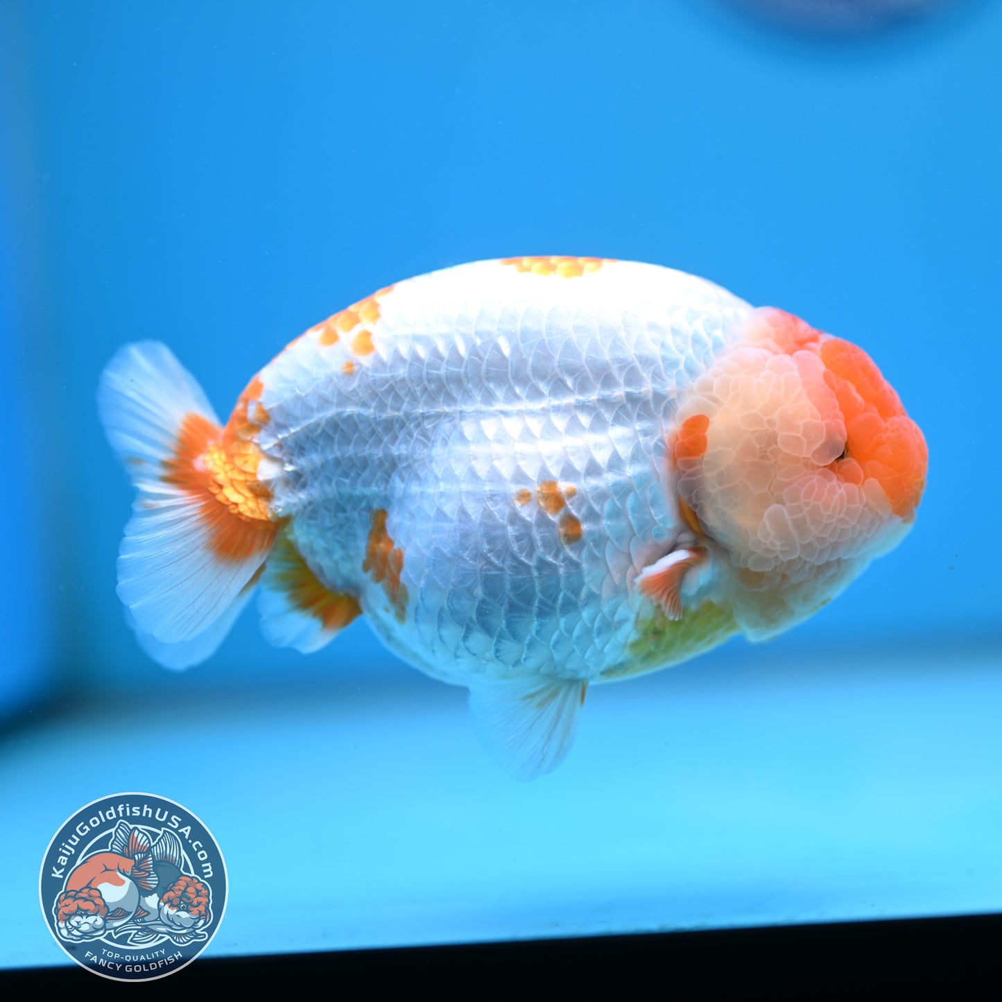 AAA Grade Red White Lionchu/Ranchu 4.5 inch Body (250905_RC11)