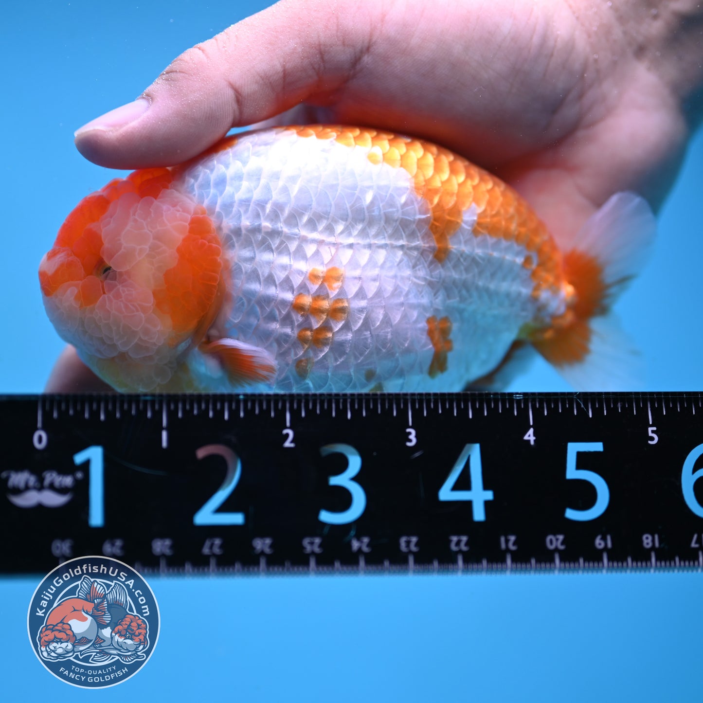AAA Grade Red White Lionchu/Ranchu 4.5 inch Body (250905_RC11)