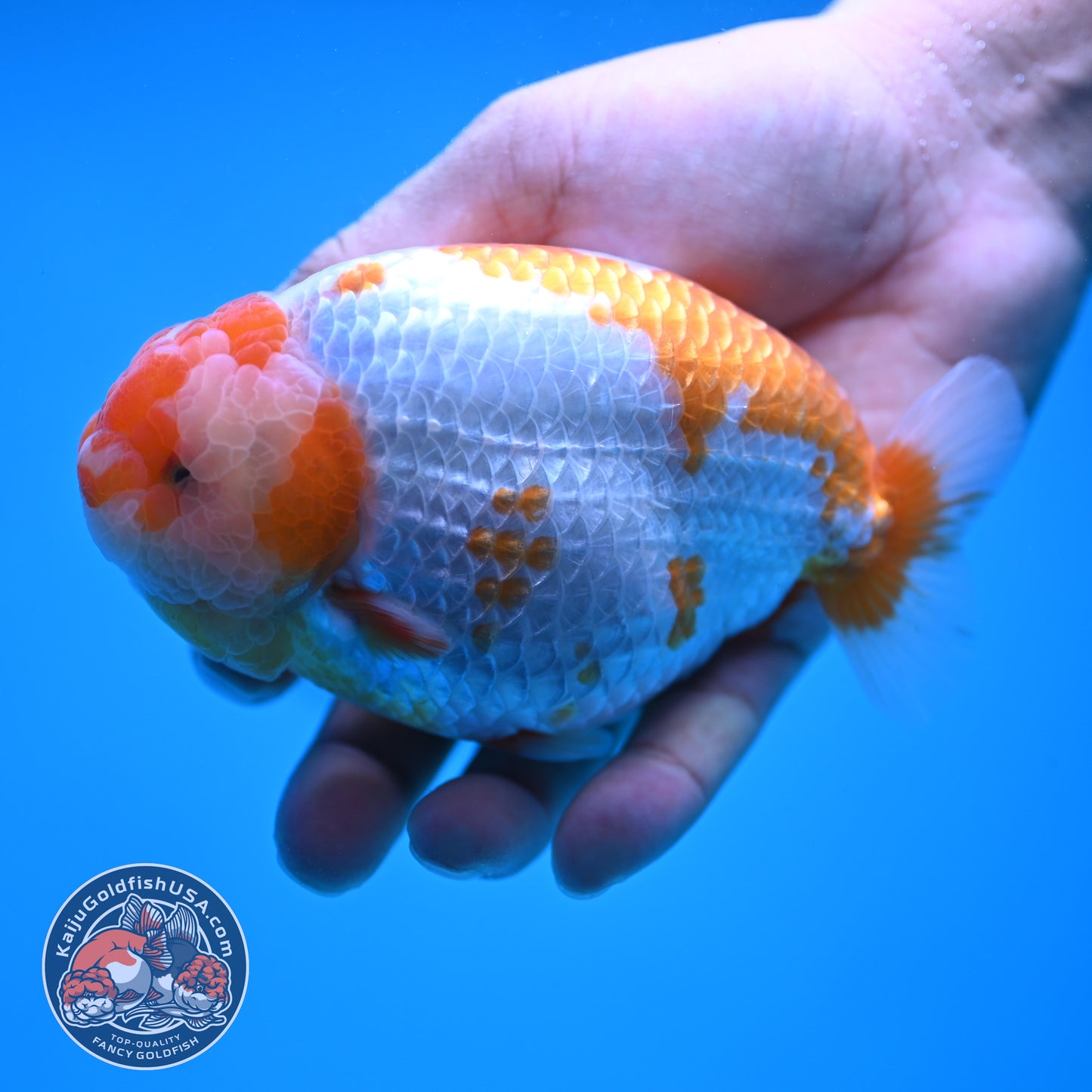 AAA Grade Red White Lionchu/Ranchu 4.5 inch Body (250905_RC11)