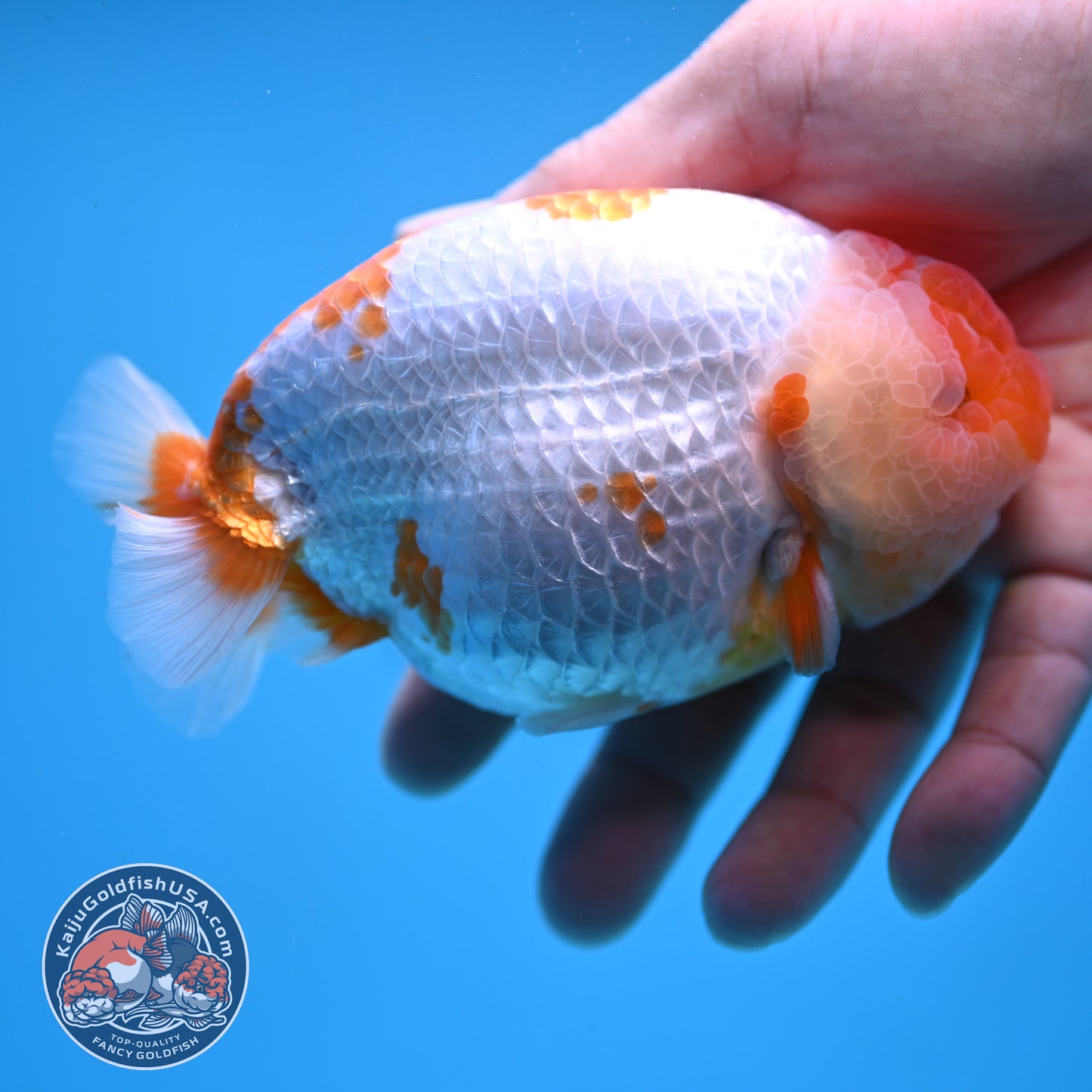 AAA Grade Red White Lionchu/Ranchu 4.5 inch Body (250905_RC11)