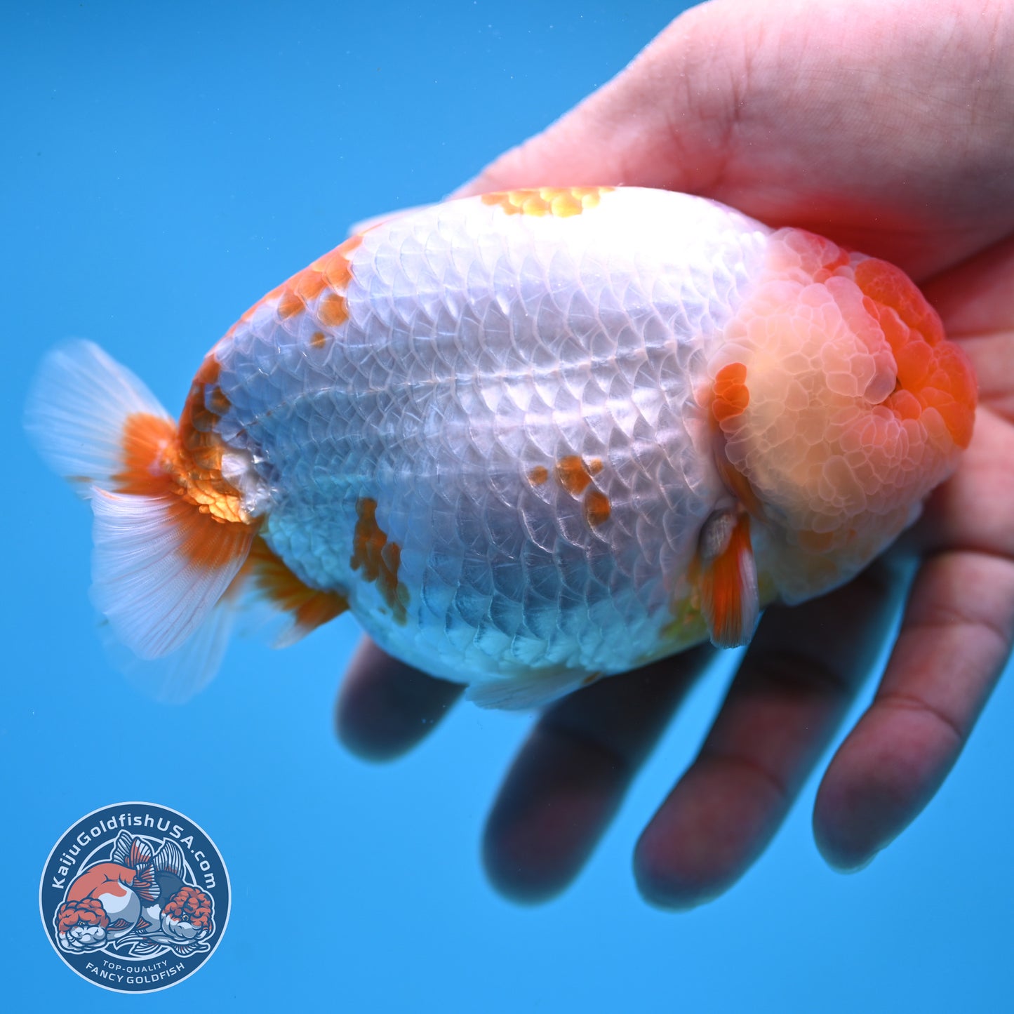 AAA Grade Red White Lionchu/Ranchu 4.5 inch Body (250905_RC11)