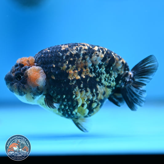 Tricolor Tiger Ranchu 3.5in Body (240809_RC12) - Kaiju Goldfish USA