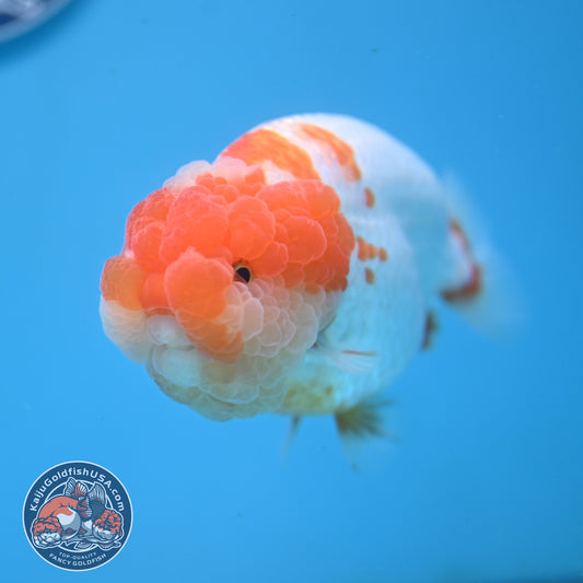 AAA Grade Red White Lionchu/Ranchu 4.5 inch Body (250905_RC12)