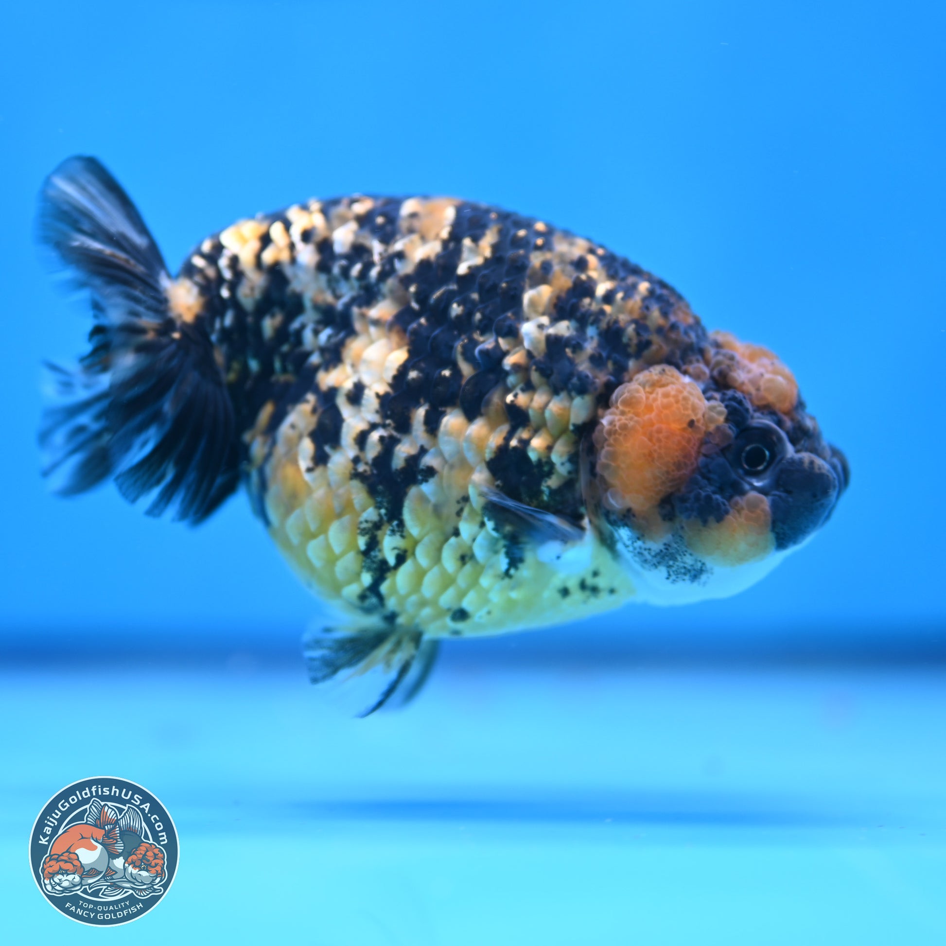 Tricolor Tiger Ranchu 3.5in Body (240809_RC12) - Kaiju Goldfish USA