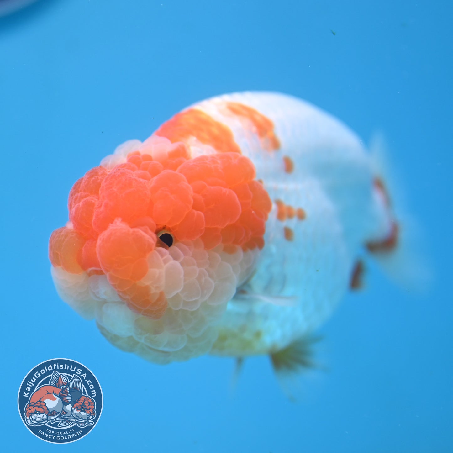 AAA Grade Red White Lionchu/Ranchu 4.5 inch Body (250905_RC12)