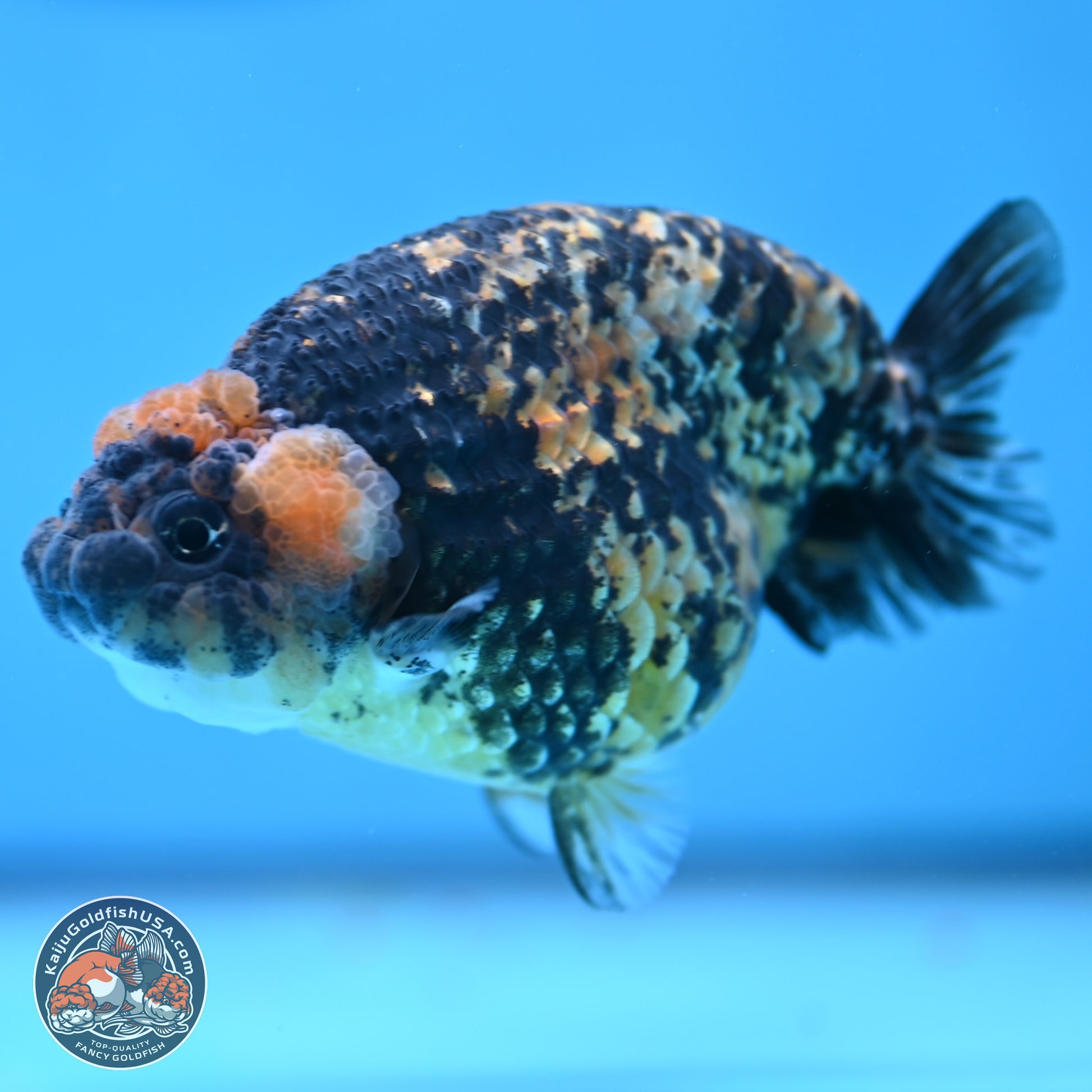 Tricolor Tiger Ranchu 3.5in Body (240809_RC12) - Kaiju Goldfish USA