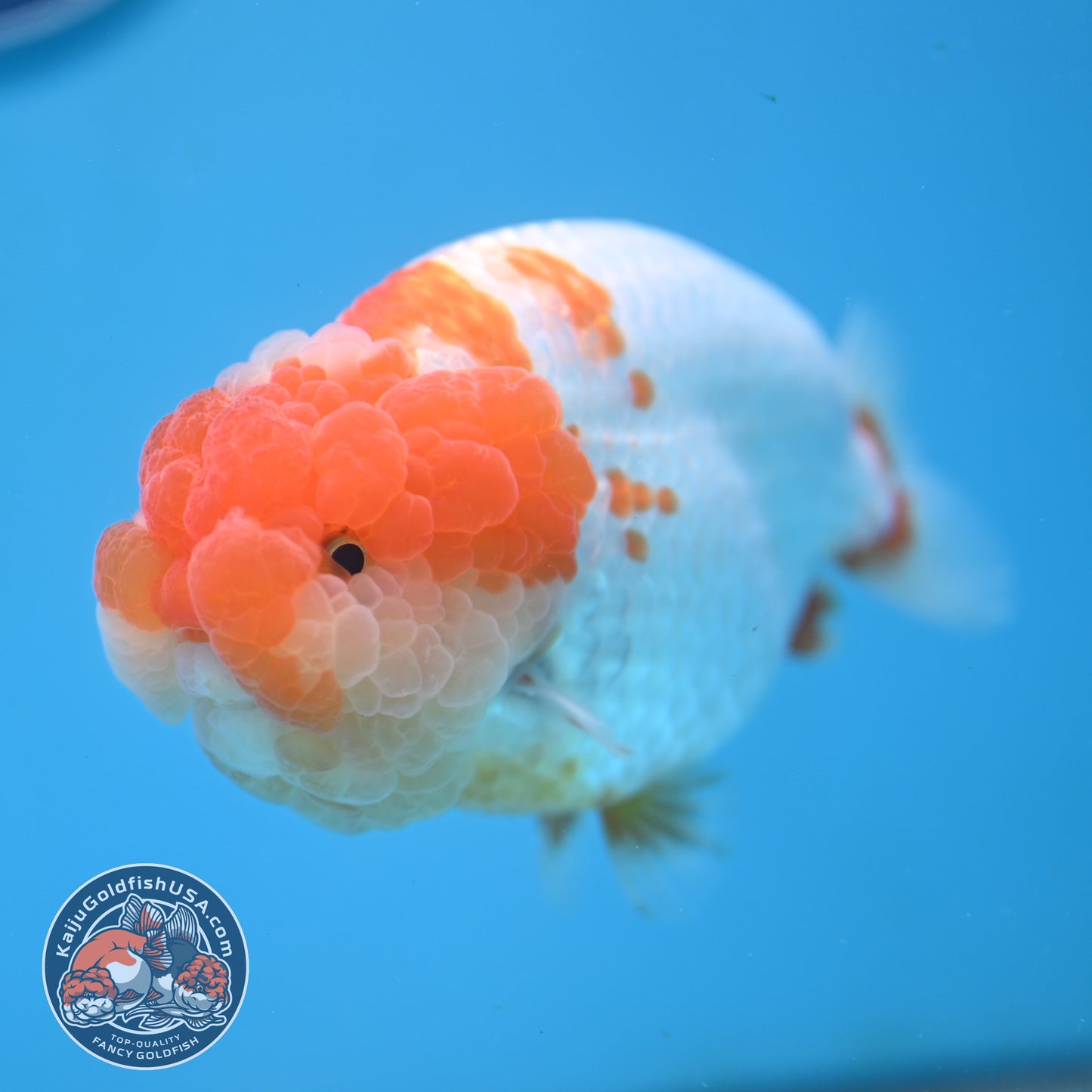 AAA Grade Red White Lionchu/Ranchu 4.5 inch Body (250905_RC12)