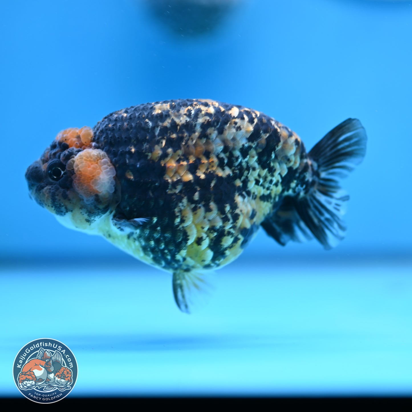 Tricolor Tiger Ranchu 3.5in Body (240809_RC12) - Kaiju Goldfish USA