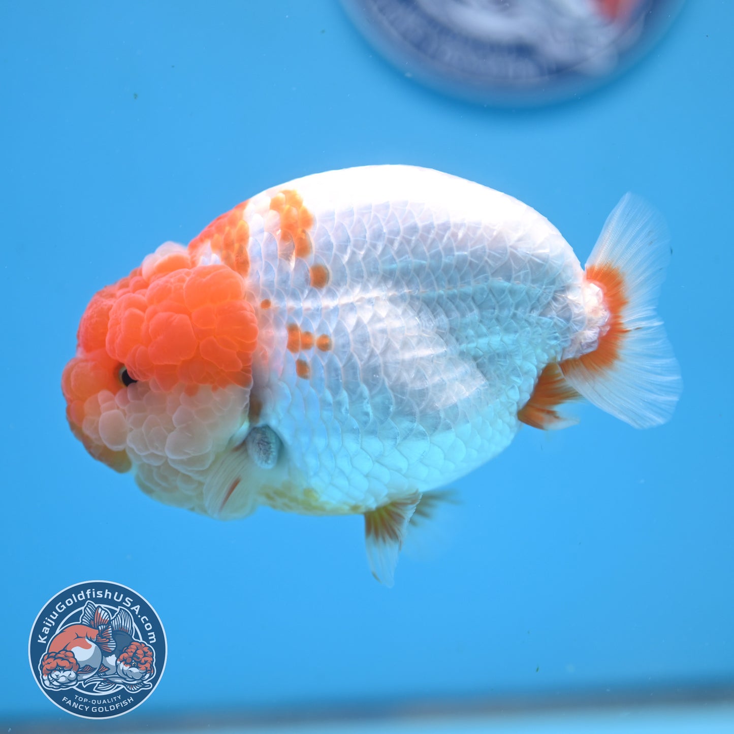AAA Grade Red White Lionchu/Ranchu 4.5 inch Body (250905_RC12)