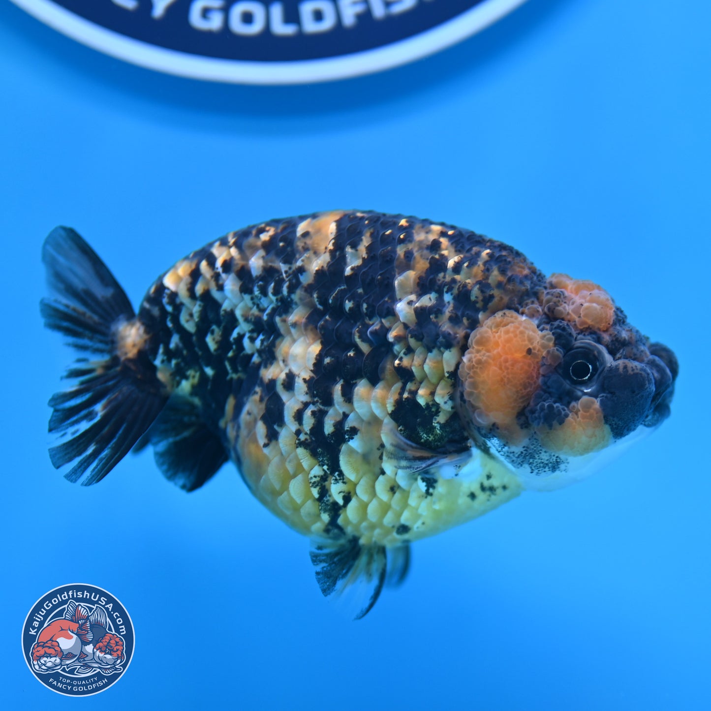 Tricolor Tiger Ranchu 3.5in Body (240809_RC12) - Kaiju Goldfish USA