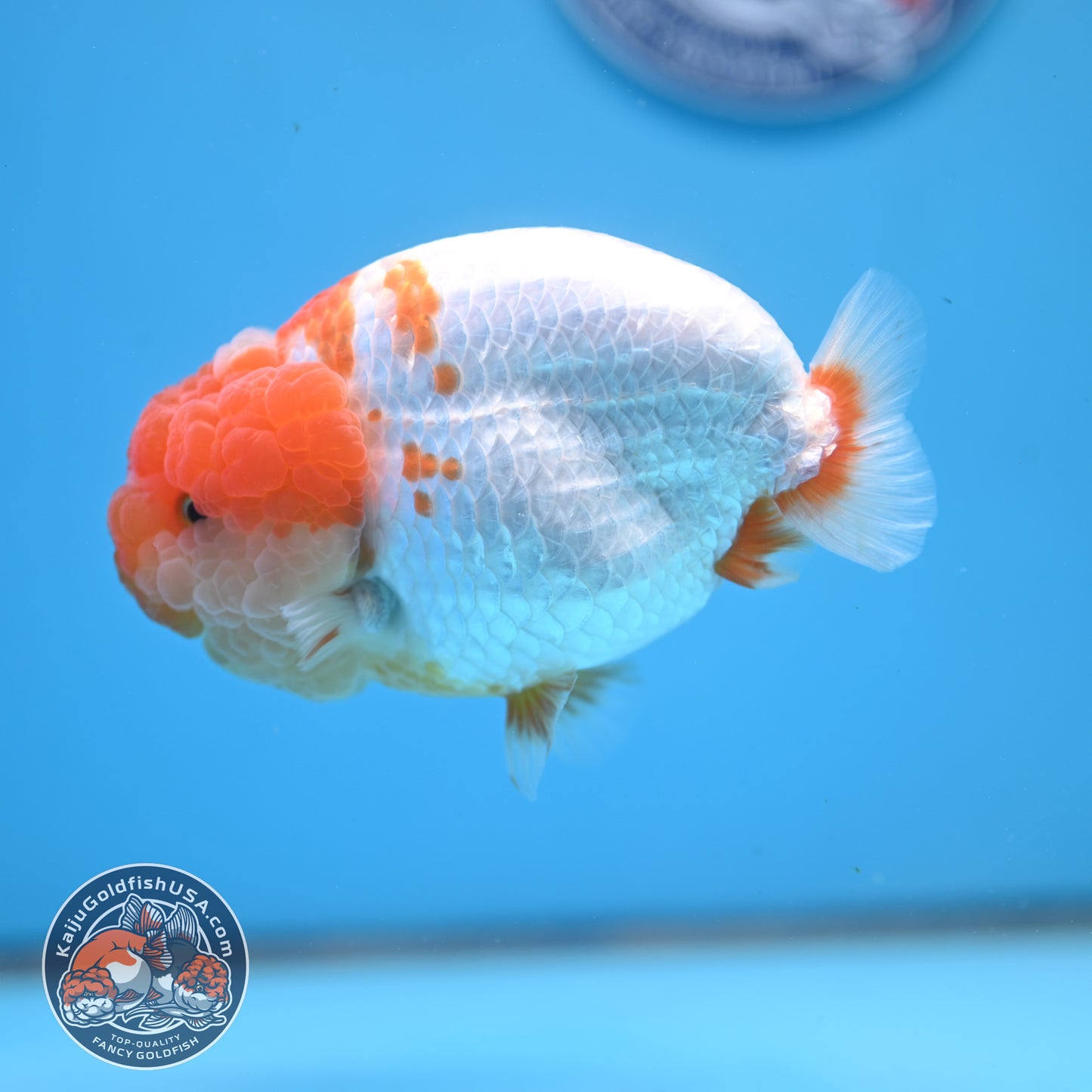 AAA Grade Red White Lionchu/Ranchu 4.5 inch Body (250905_RC12)