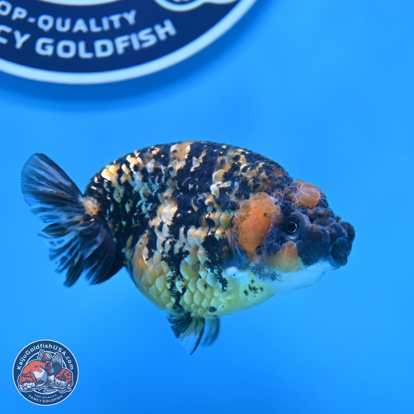 Tricolor Tiger Ranchu 3.5in Body (240809_RC12) - Kaiju Goldfish USA