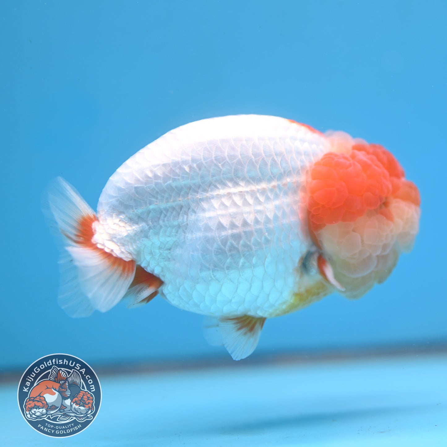 AAA Grade Red White Lionchu/Ranchu 4.5 inch Body (250905_RC12)