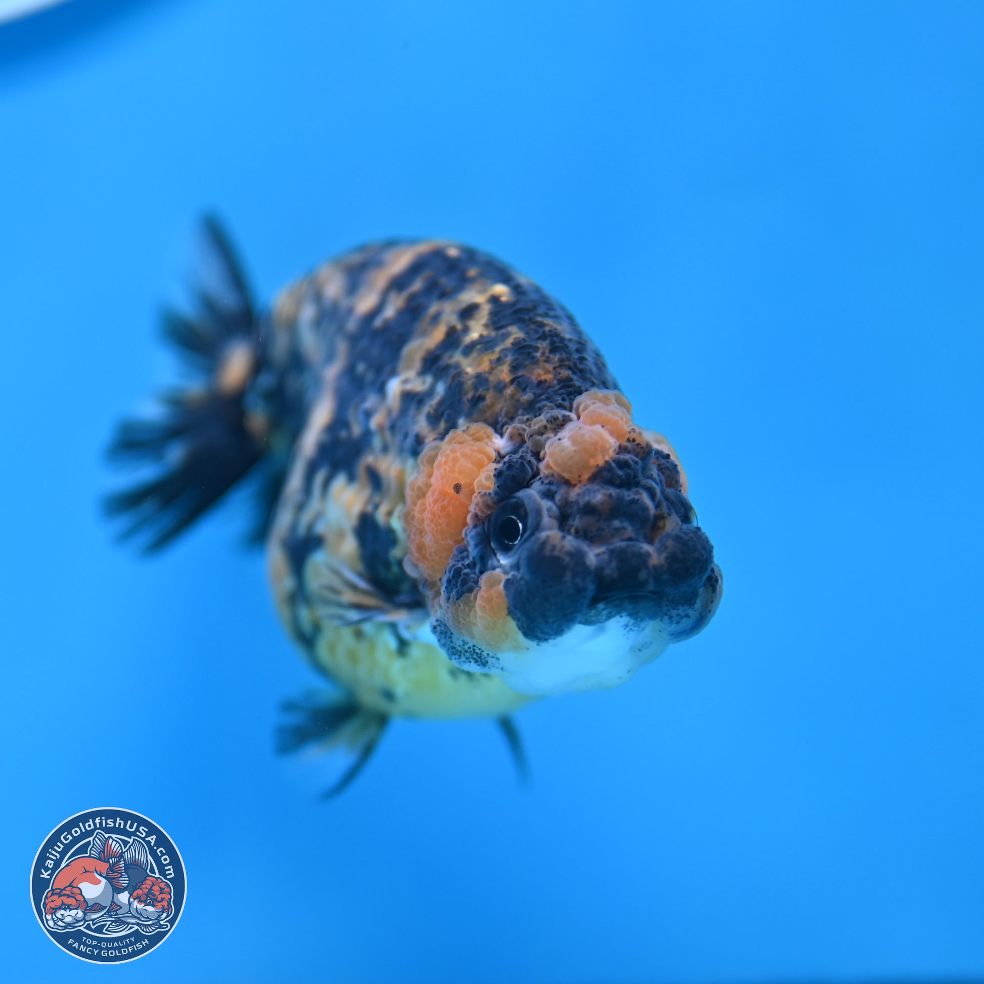 Tricolor Tiger Ranchu 3.5in Body (240809_RC12) - Kaiju Goldfish USA